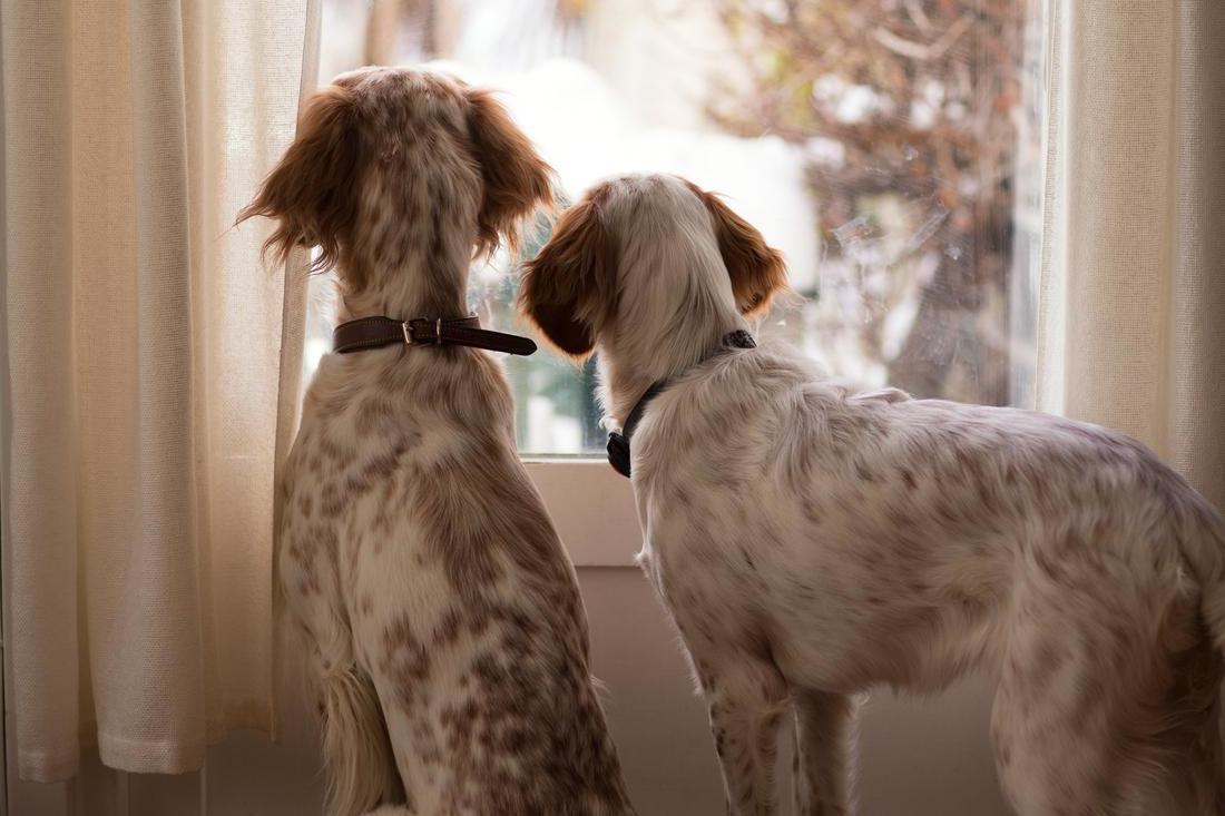 Animal cloning only has a success rate of around 16 per cent