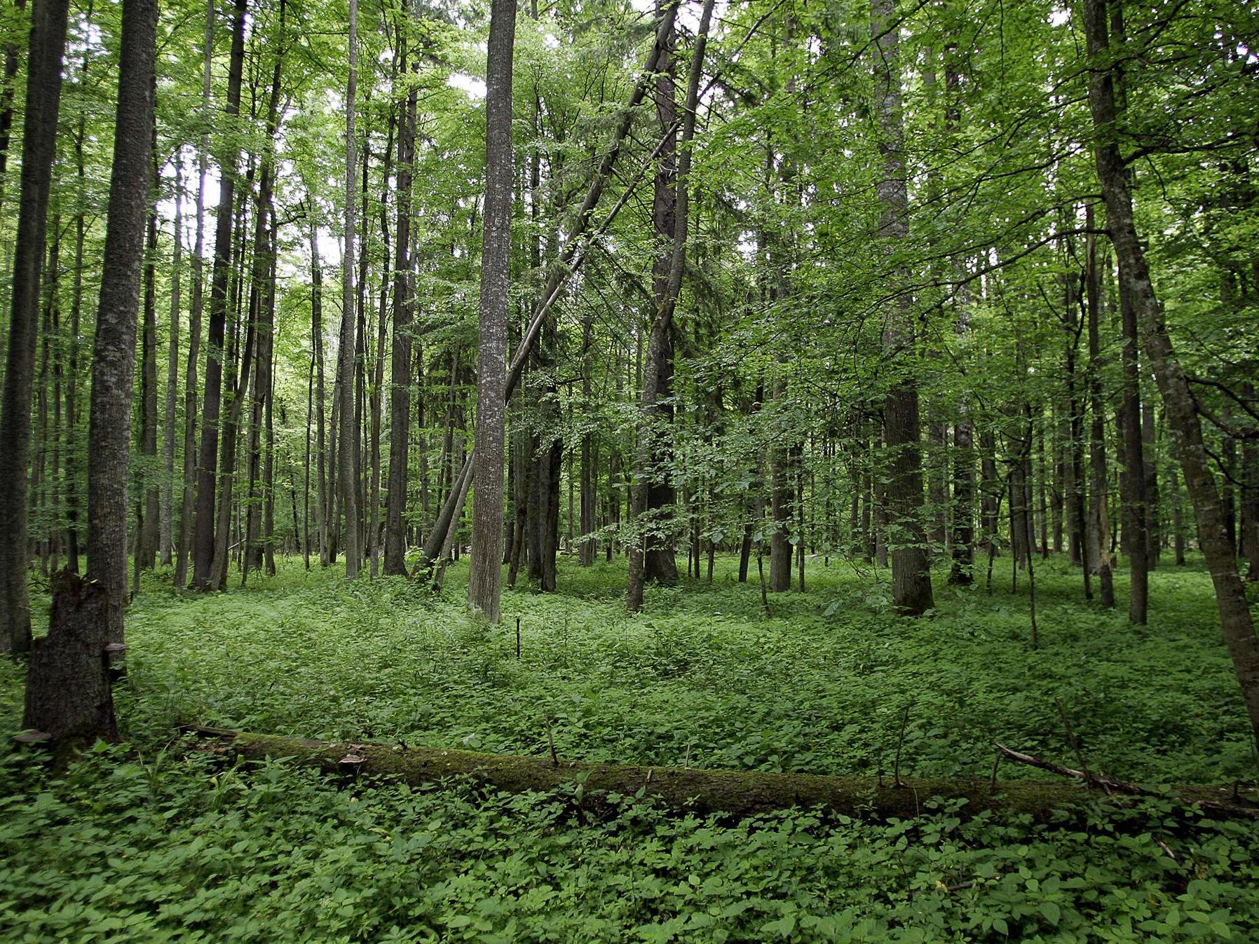 The protected woodland offers a glimpse into what Europe looked like many centuries ago