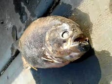 Deadly piranhas found in lake in Doncaster after ducks mysteriously vanish, say reports