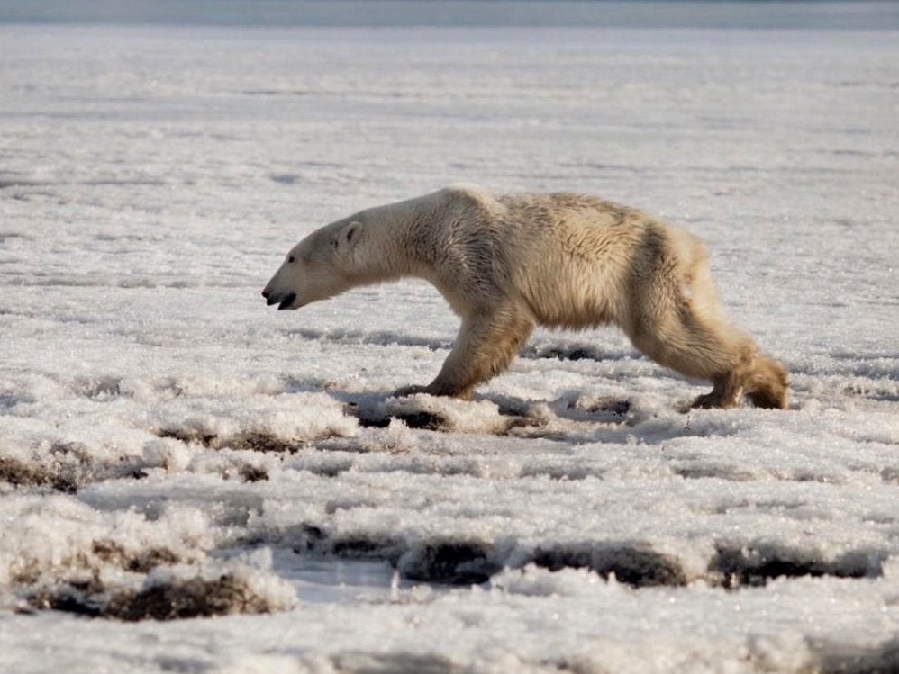 A polar bear was spotted looking for food in the village of Tilichiki on the Kamchatka peninsula, in far eastern Russia, hundreds of miles from its natural habitat in Chukotka.