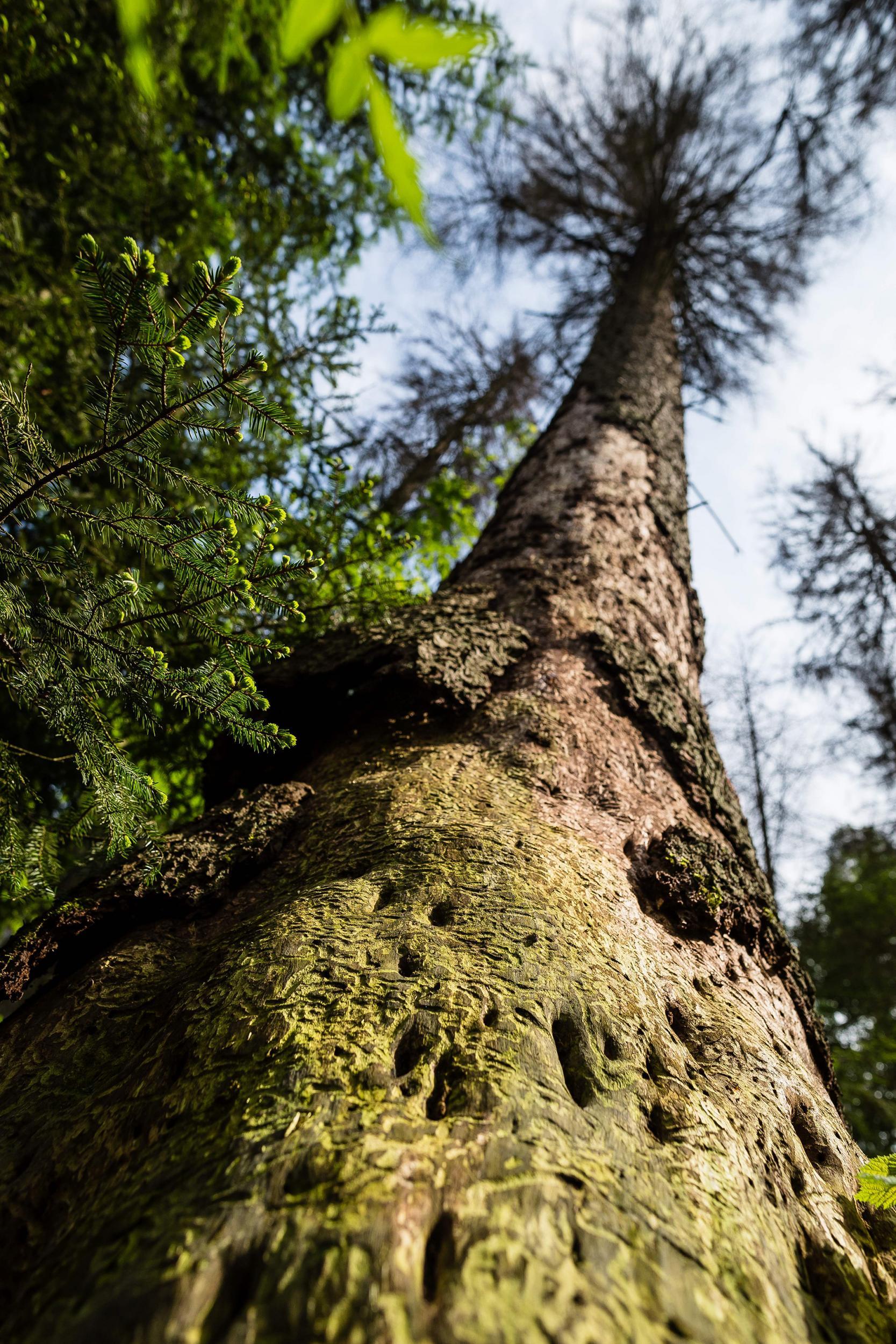 The damage caused by woodworms on a spruce (Getty)