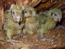 Critically endangered New Zealand kakapo population boosted by record number of chicks