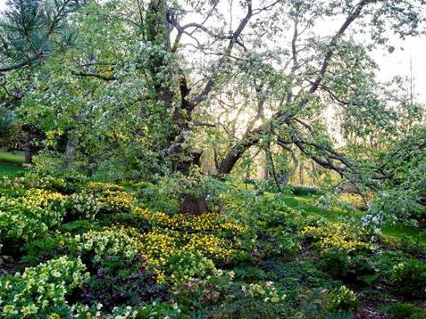 In early spring, the season’s first perennials bring the garden year to life (Washington Post)