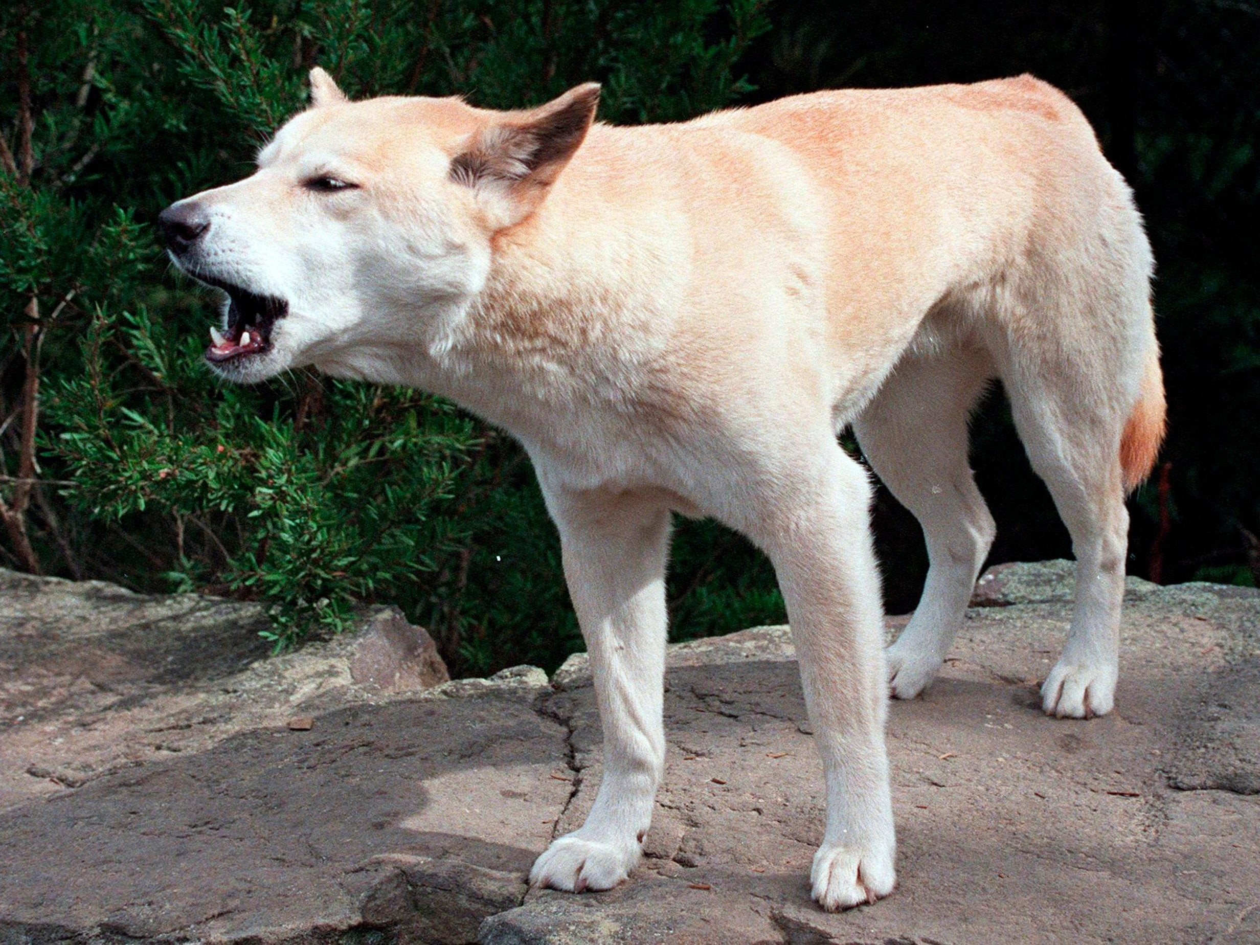 The boy was reportedly the third child to be attacked by dingoes on Fraser Island this year