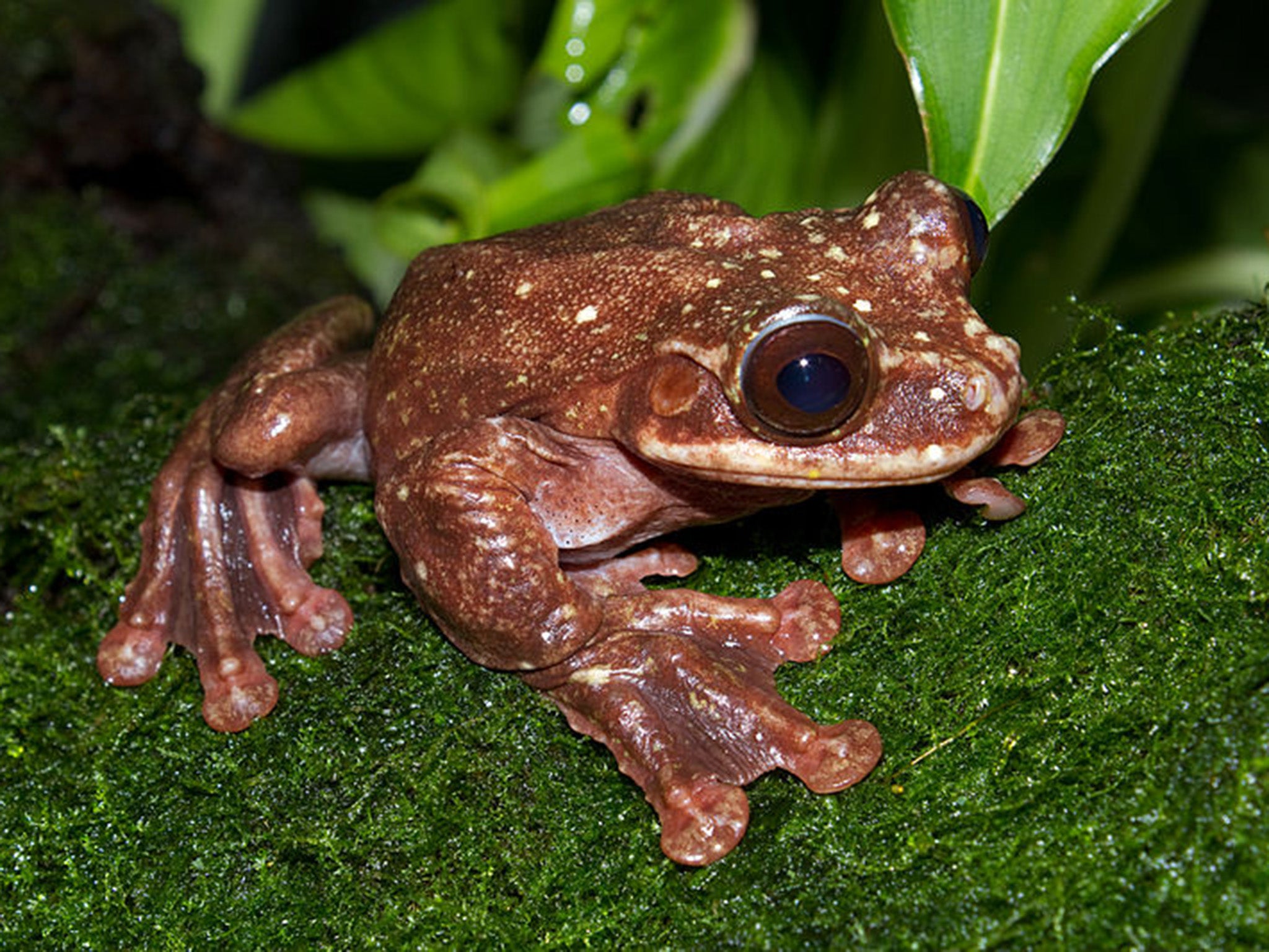 The Rabbs‘ fringe-limbed tree frog of Panama (Ecnomiohyla rabborum) went extinct after its popultion was devastated by chytridiomycosis