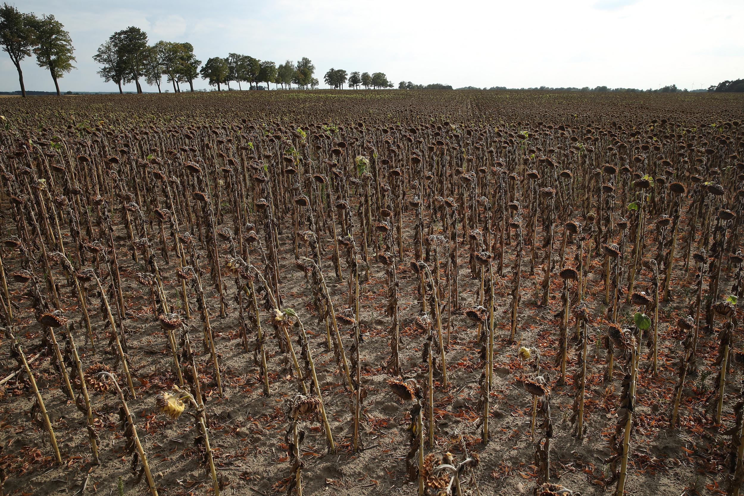 "This photograph was taken at a sunflower field at Goersdorf near Golssen in Germany. The farmers in the region are really despairing. In the years before many faced floods, in 2018 it was scorching heat. Many grow crops that are meant to feed their cows, so when the crops fail they need to buy feed. With the price of milk so low many are fearing for their economic survival if weather cycles like this continue" - Sean Gallup