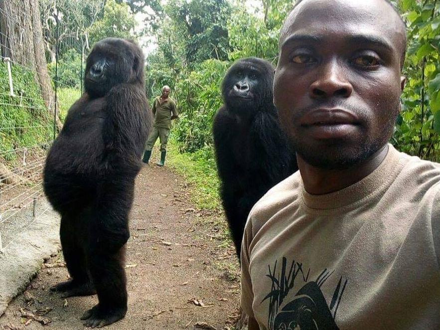 A pair of orphaned mountain gorillas strike an uncannily human pose with ranger Mathieu Samavu