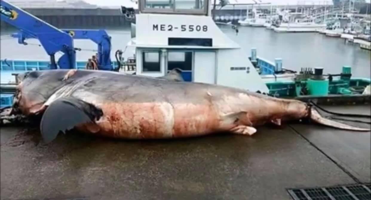 The shark was spotting swimming by fisherman the day before (Facebook/Greg Vella)