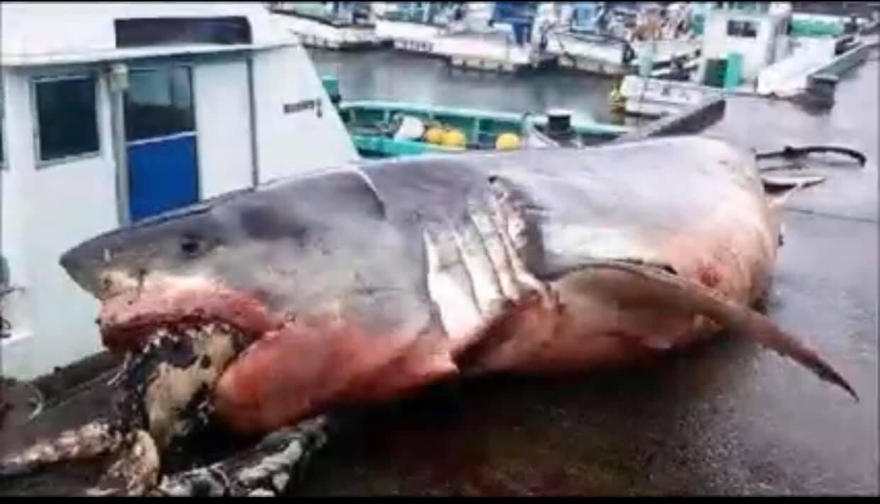 The shark weighed 4,500 pounds (Facebook/Greg Vella)