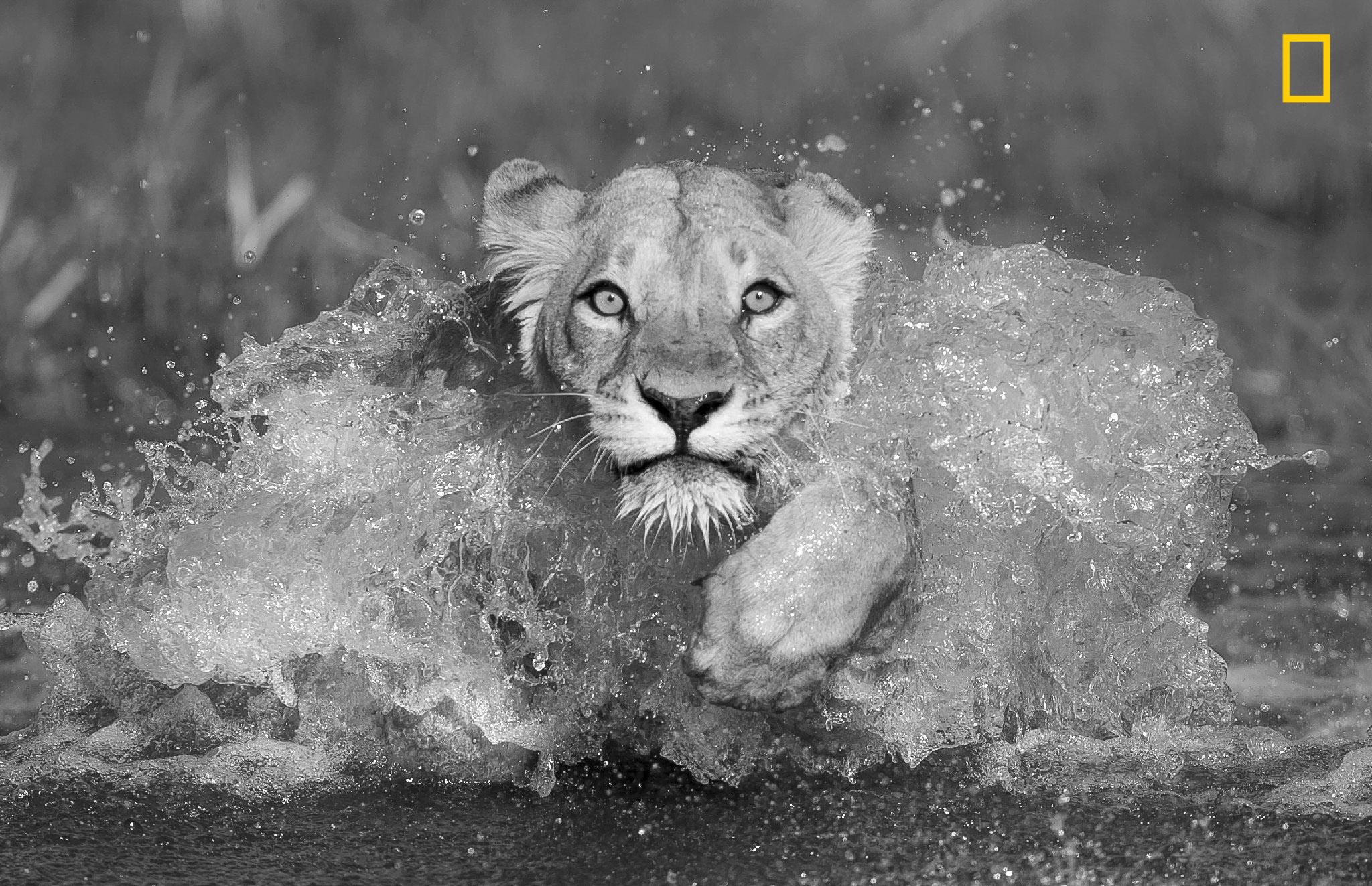 "On the morning of September 1, 2018, this scary lioness tried to reach the other shore right in front of us and just a few minutes before two crocodiles began patrolling the area" - Alexis Castillo