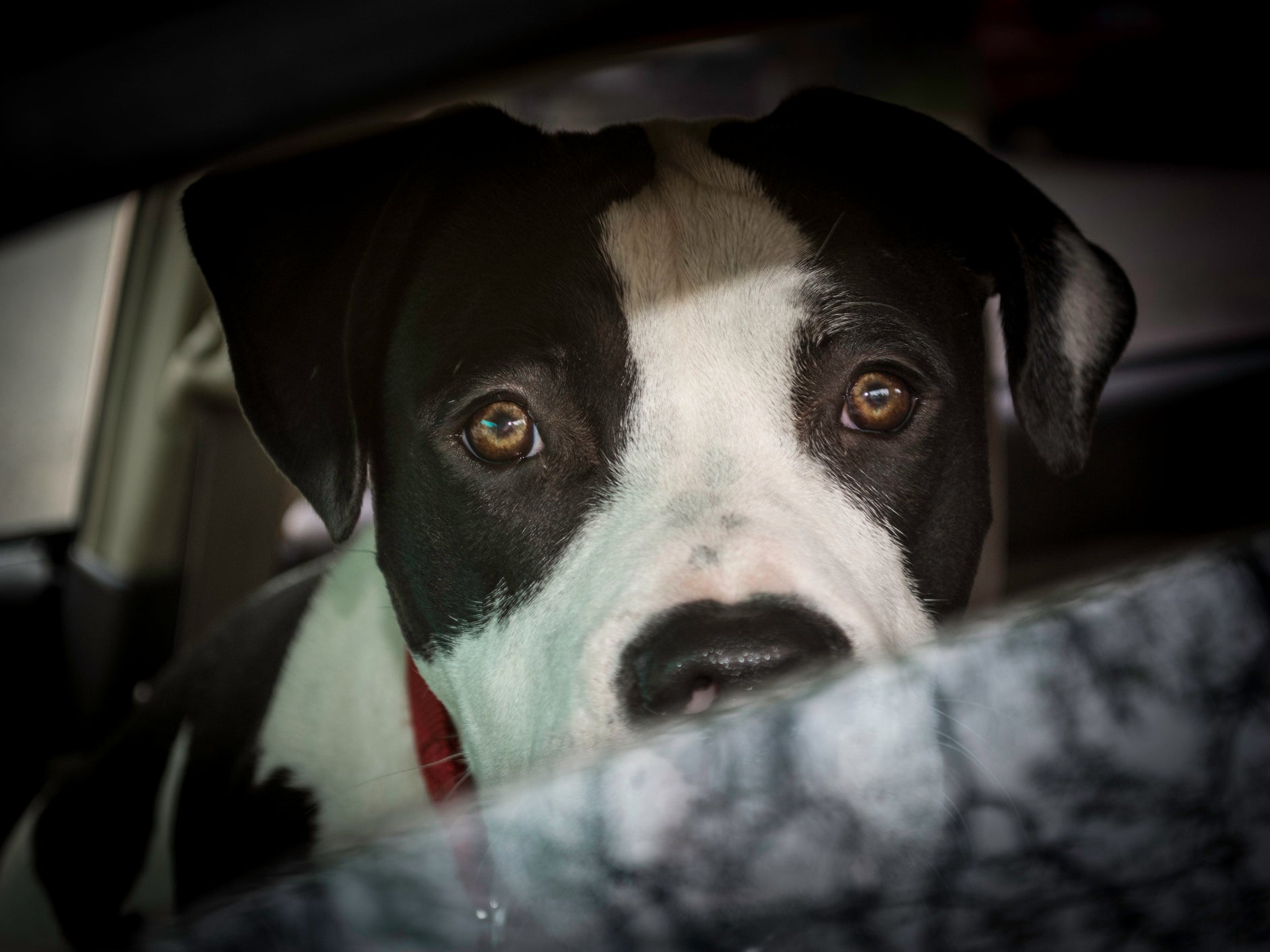 A family’s pit bull killed their one-year-old child in Tuscarawas County, Ohio on July 2, 2025 (stock photo)