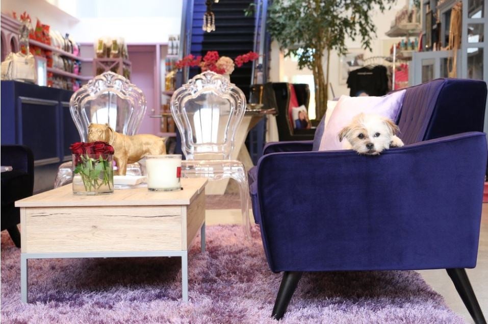 Vanderpump Dogs offers rescue dogs plush, safe and comfortable surroundings