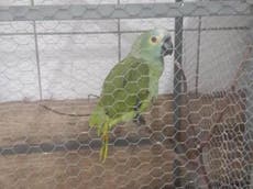 Parrot taken into custody after warning drug dealers about police raid