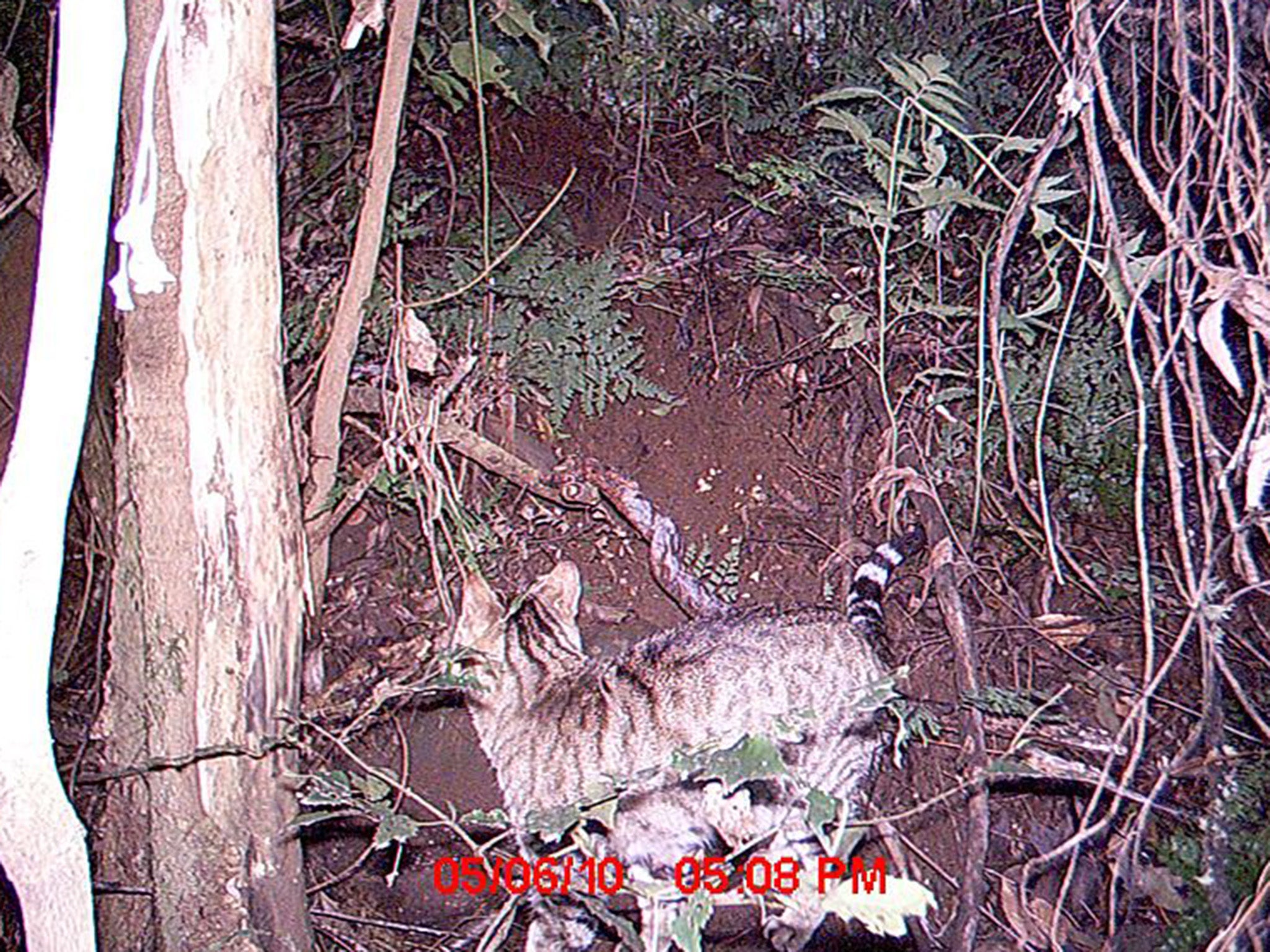 Feral cat captured by remote camera at Mount Royal National Park