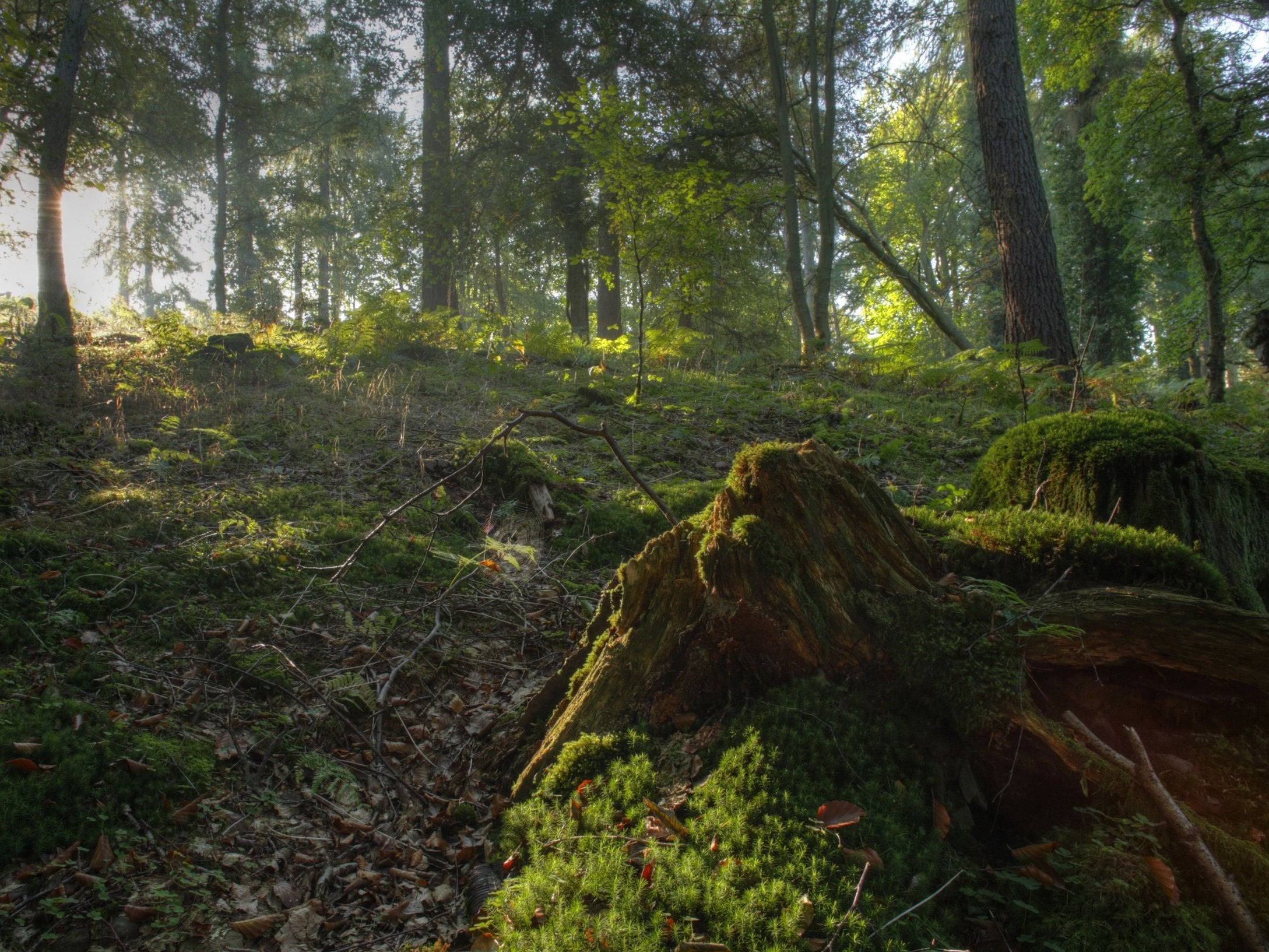 Police responded to reports of 'large volumes of people' in the Forest of Dean