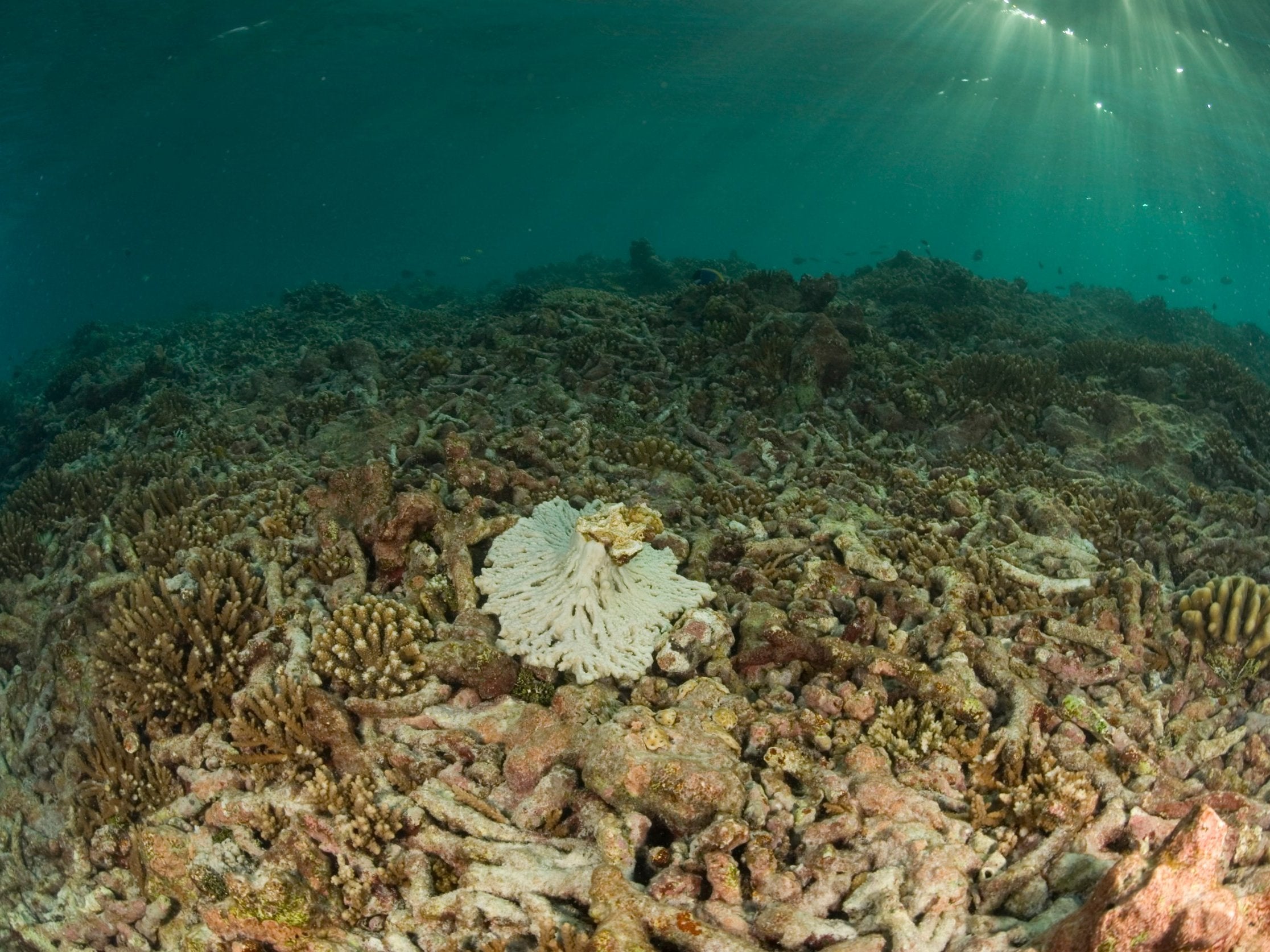 Coral bleaching happens when polyps expel the algae that lives inside their tissues