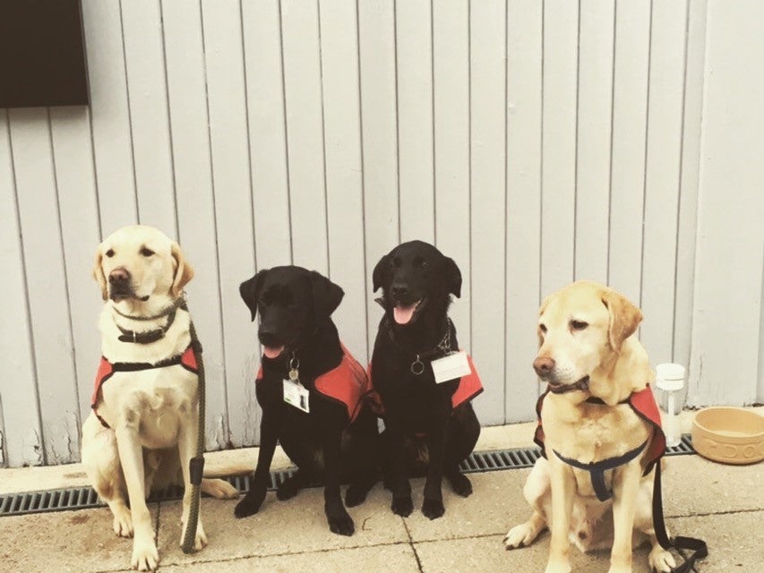 Middlesex University is using dogs to help students with exam stress