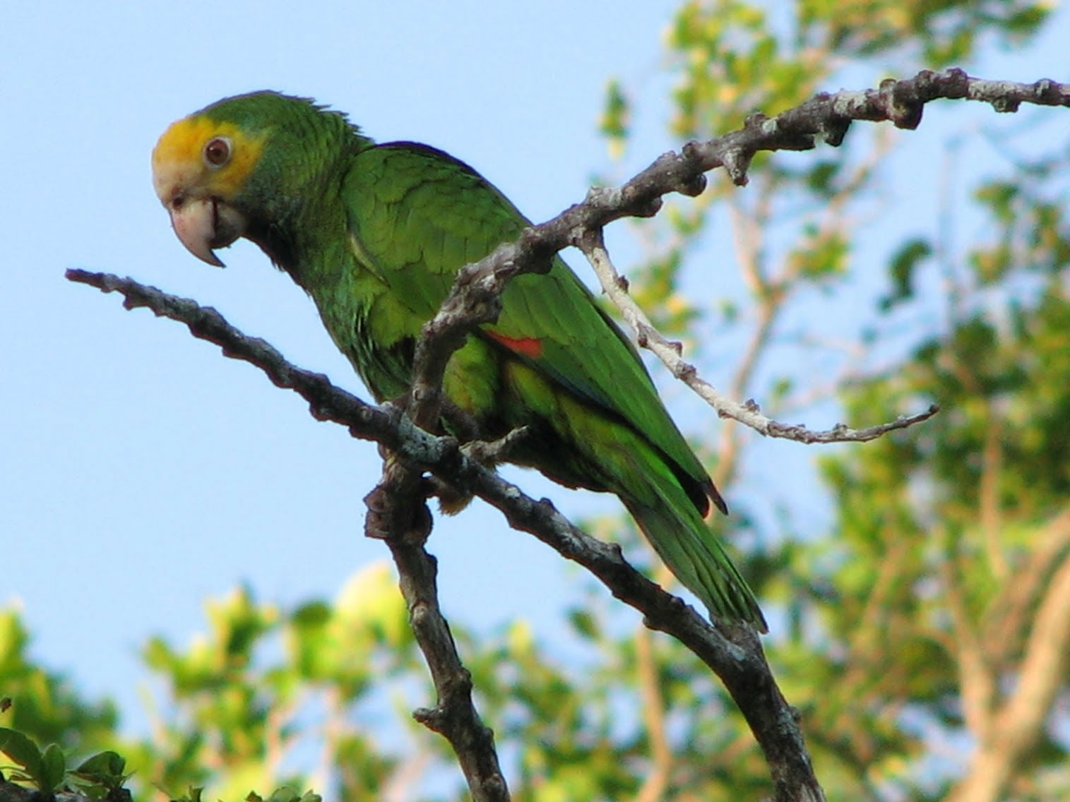 Though still endangered, numbers of the yellow-shouldered parrot have finally rebounded