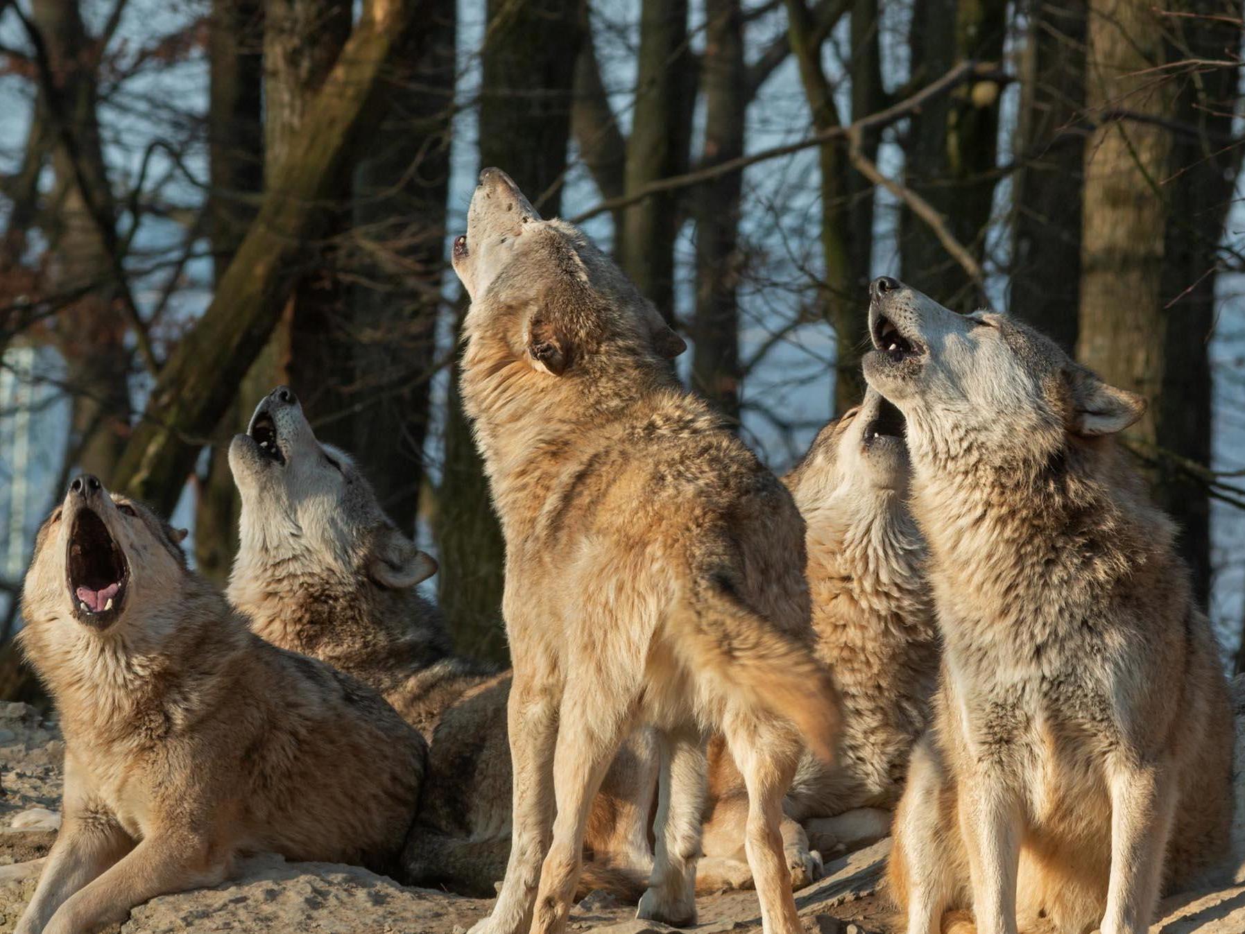 Grimm truth: some politicians are comparing wolves to immigrants