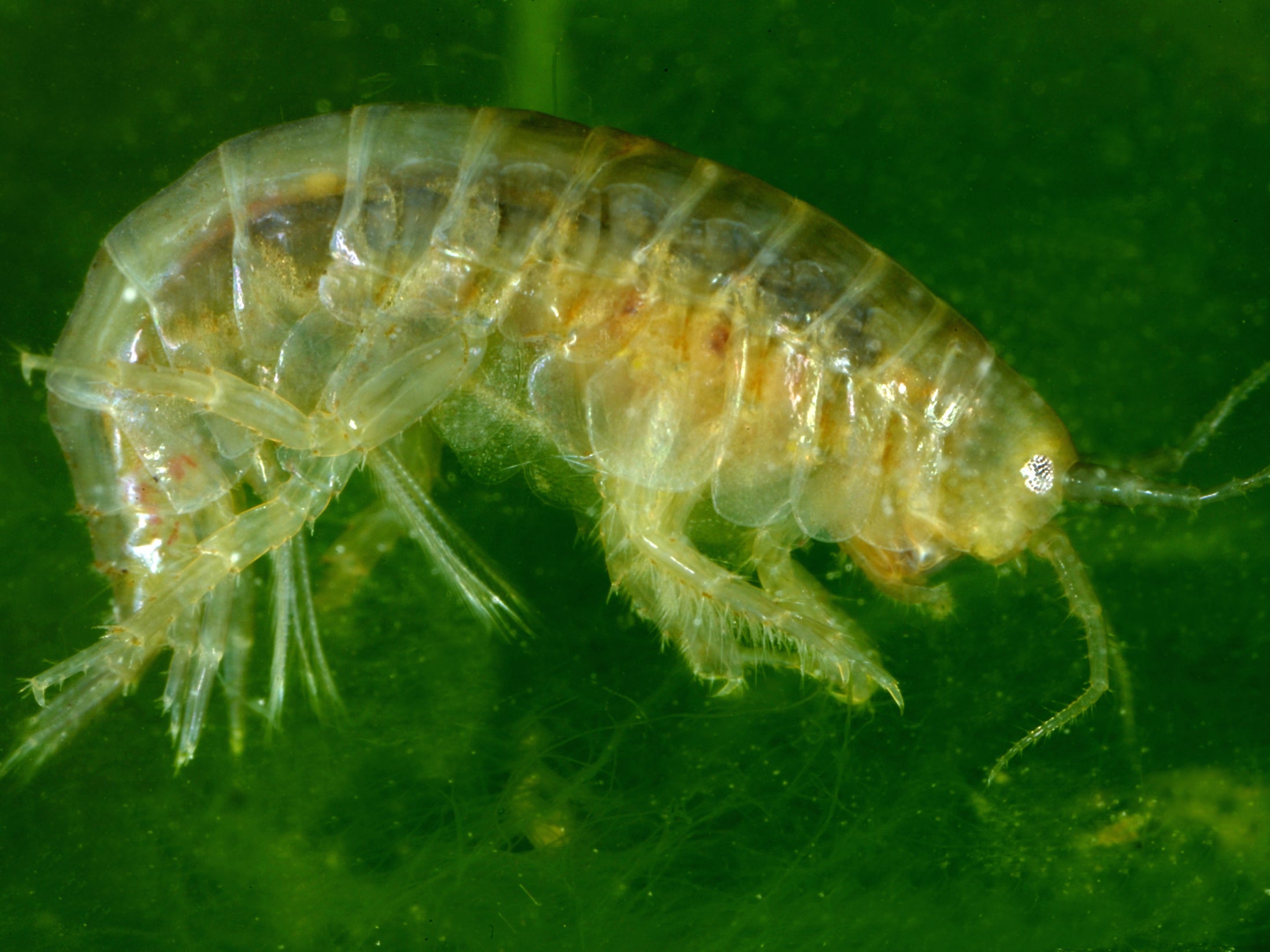 Freshwater shrimps in the UK were found to have been exposed to cocaine and ketamine in waterways in rural Suffolk