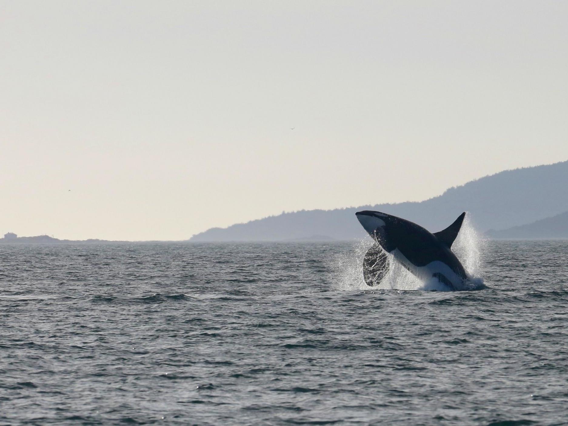 The population of the pod that calls the inlet home has dwindled