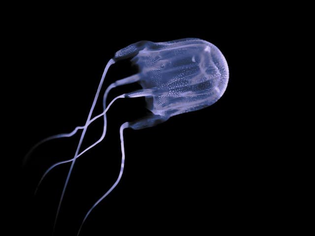 <p> A box Jellyfish</p>
