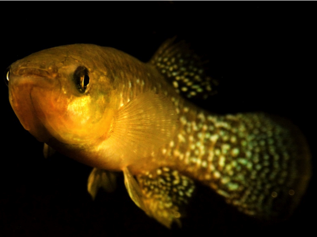 Atlantic killifish.