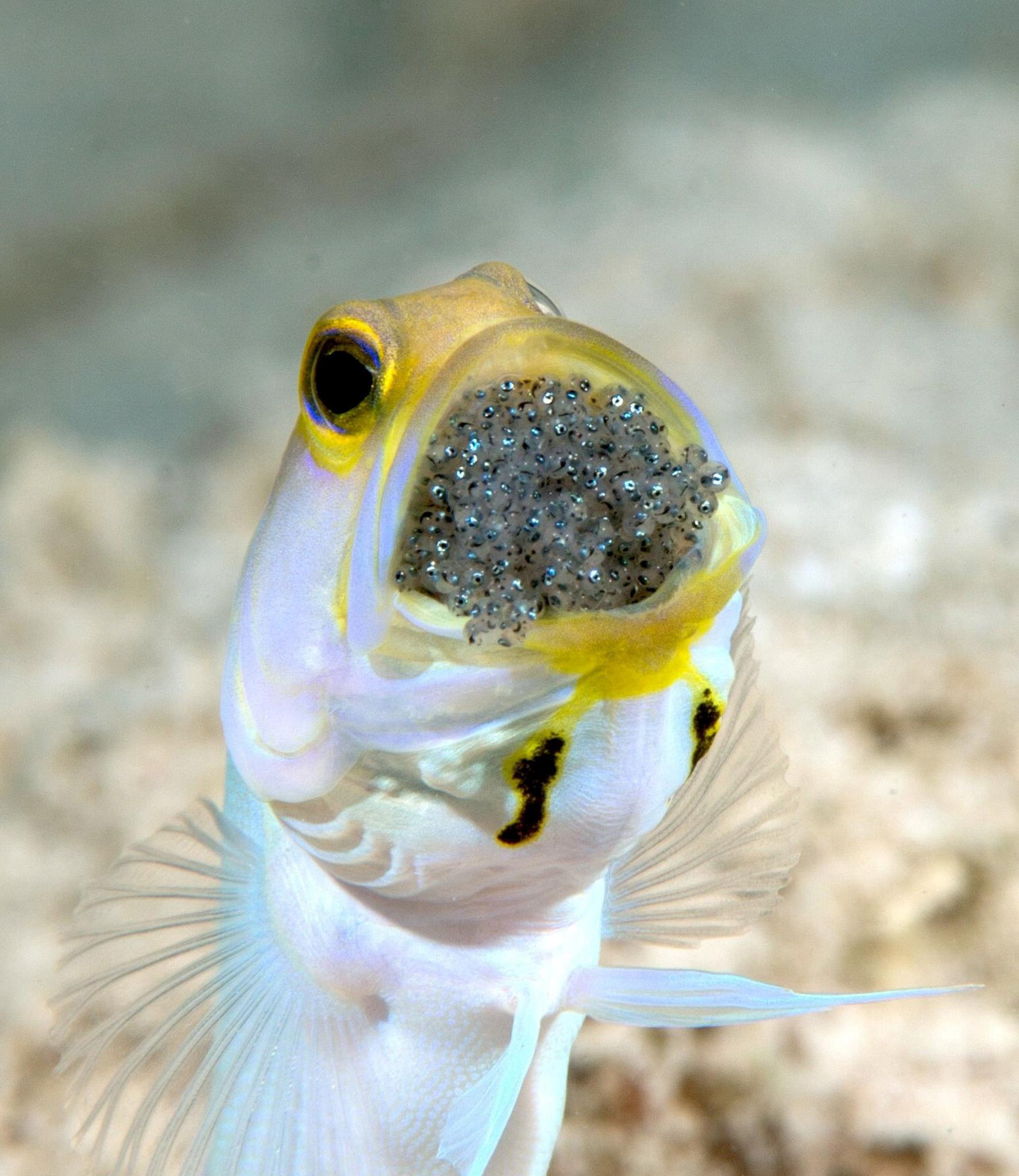 Yellowhead Jawfish in the Dutch Antilles