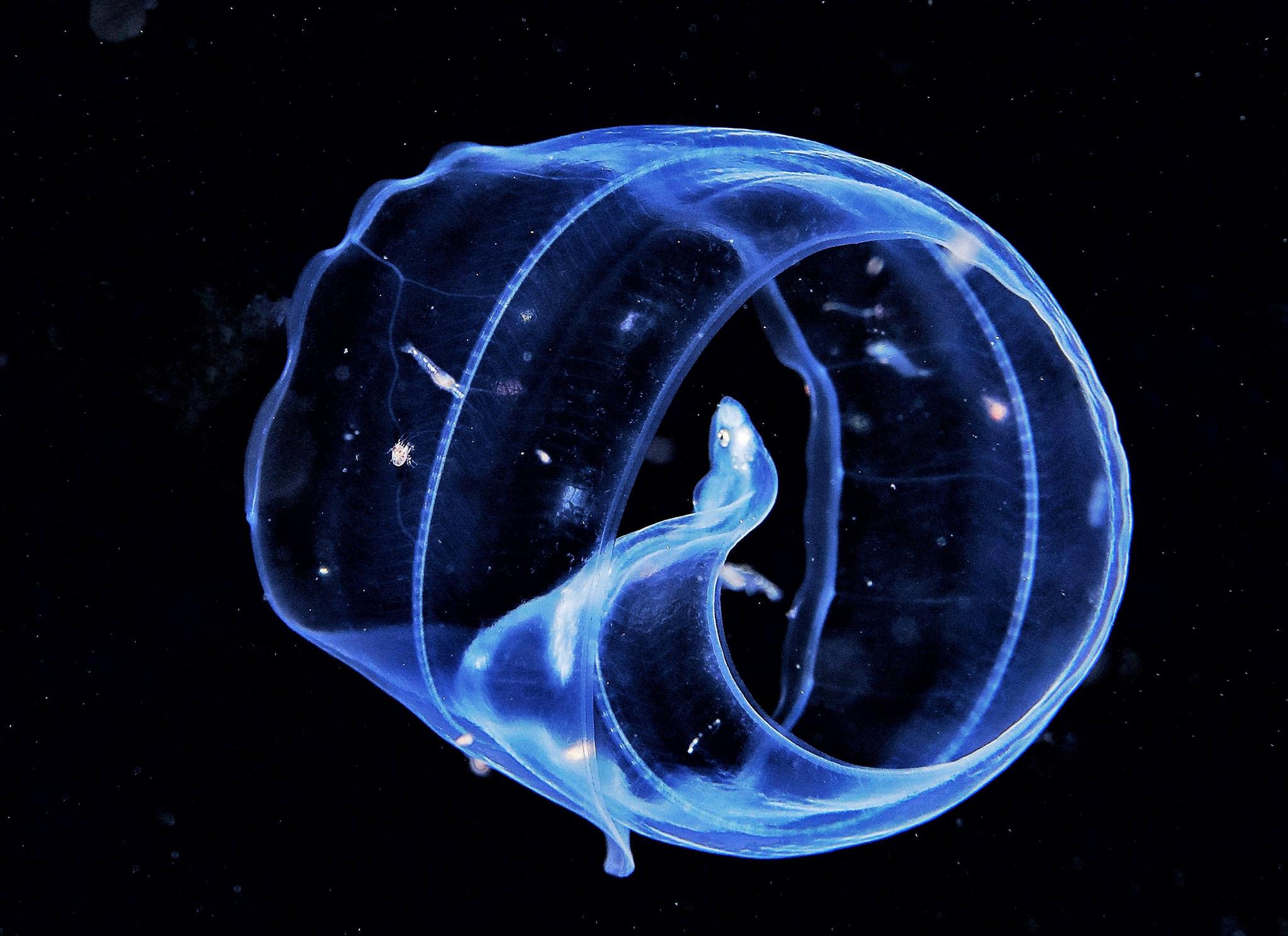 A baby eel in the Phillipines