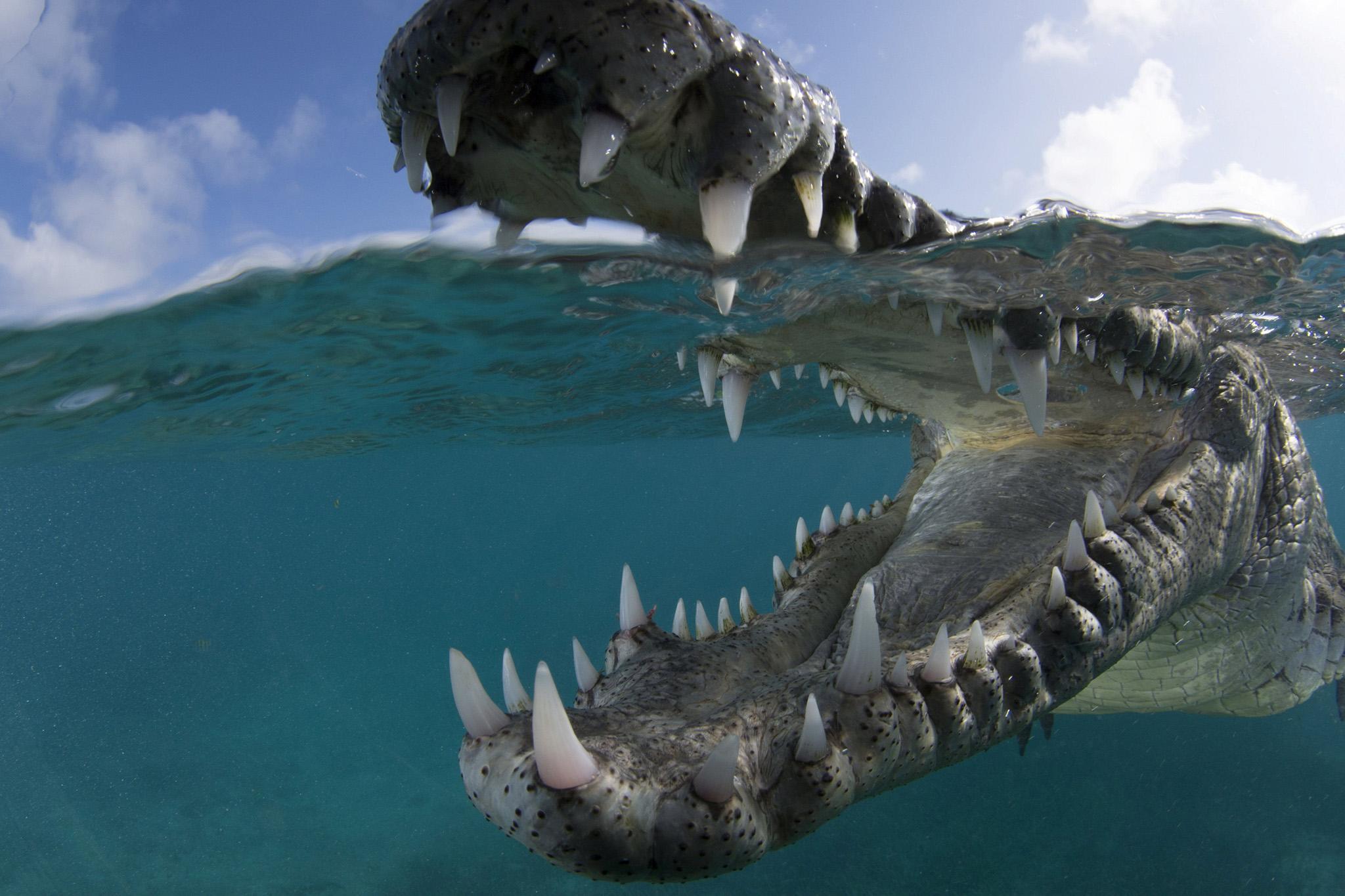 An American crocodile in Cuba