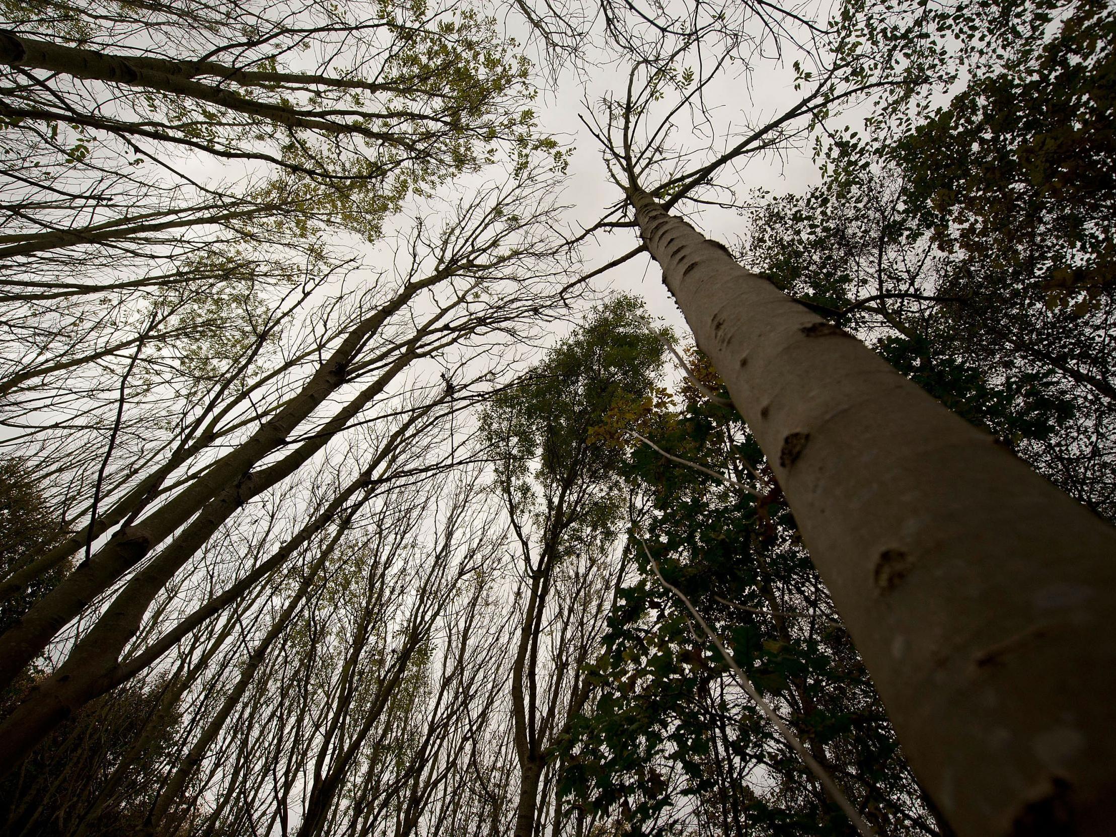 The disease is expected to kill 95-99 per cent of Britain’s ash trees