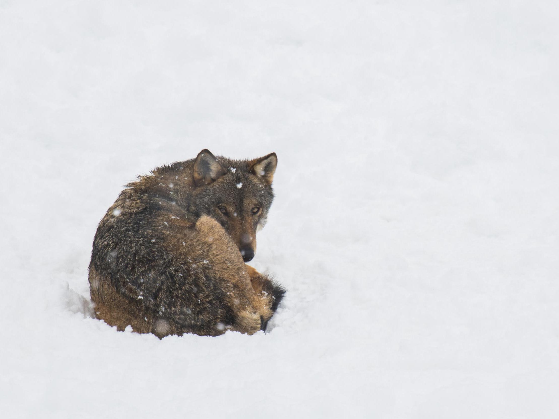 Wolves have an incredible ability to regenerate tattered, overgrazed landscapes