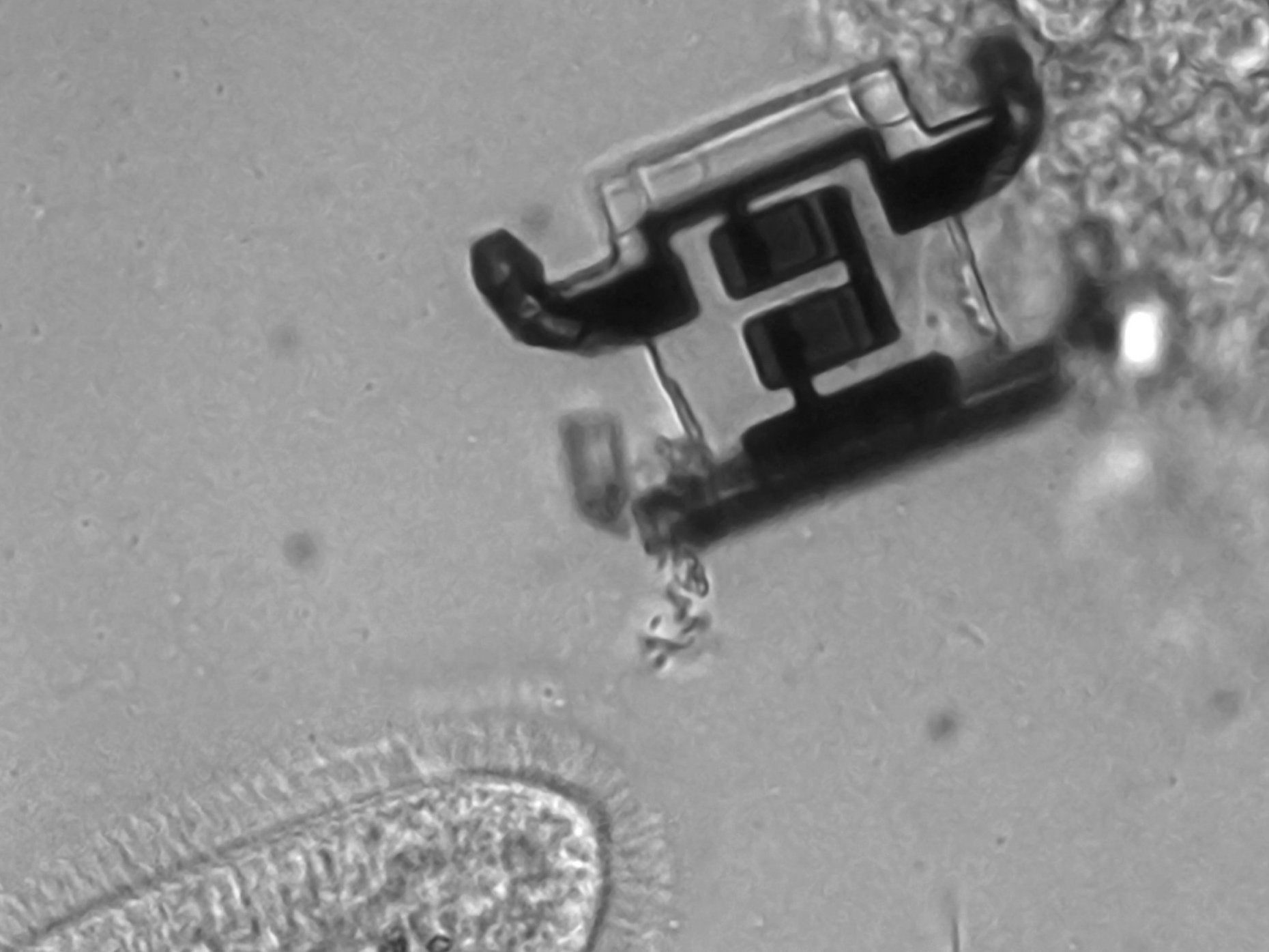 Tiny bots the size of a cell could be used to burrow into brains