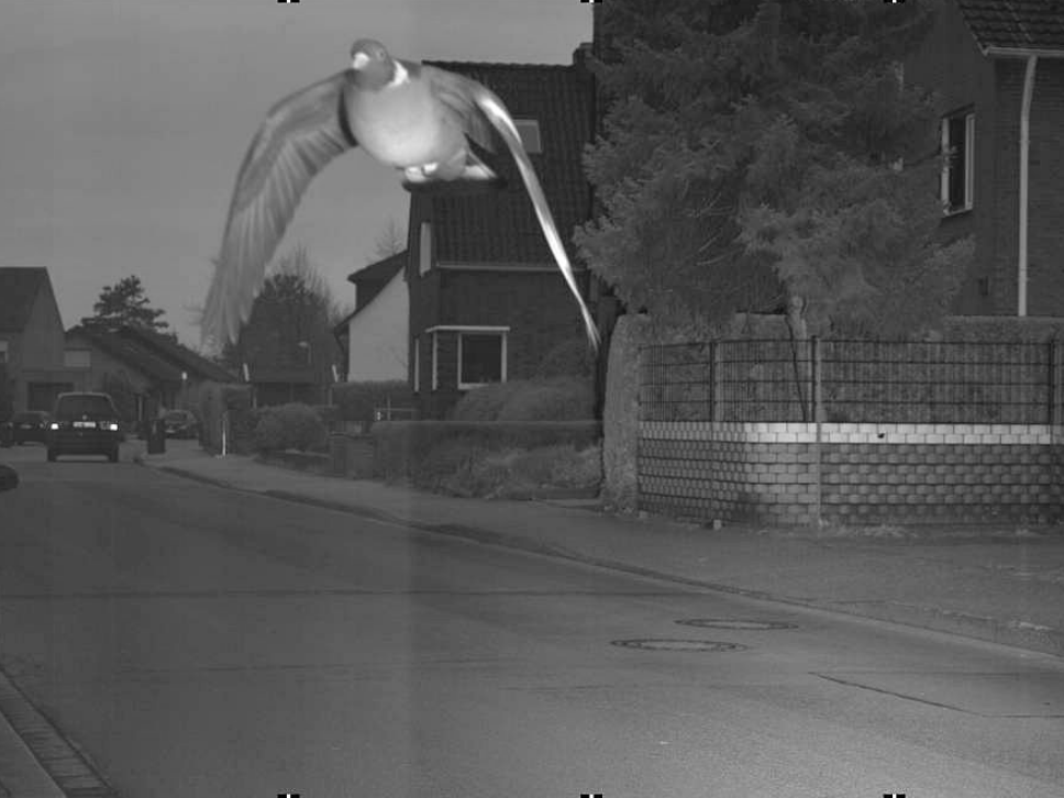 No respect for road safety - this pigeon was caught doing 12kmh above the speed limit