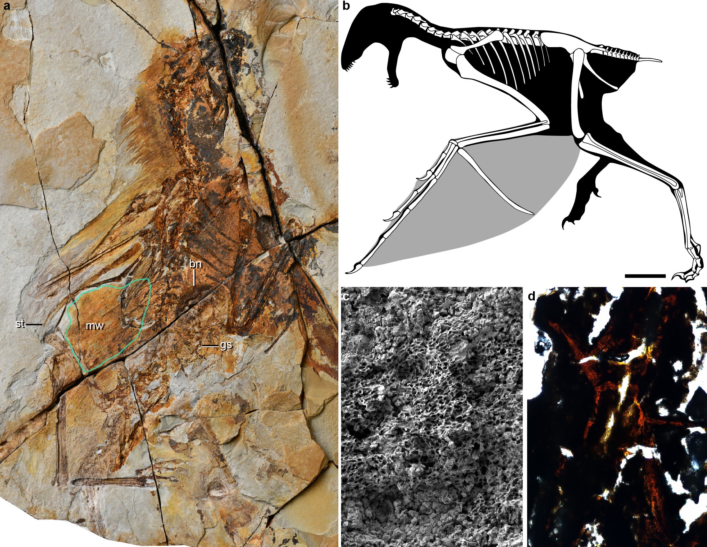 Pictured: a). Fossil; b). reconstruction of bones; c). close-up of the membranous wing; d). image of the bony stomach content (Min Wang )