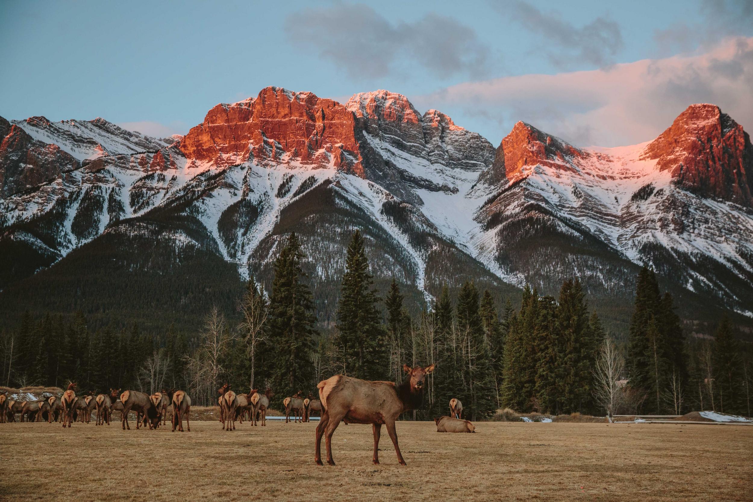 Banff has excellent wildlife spotting opportunities