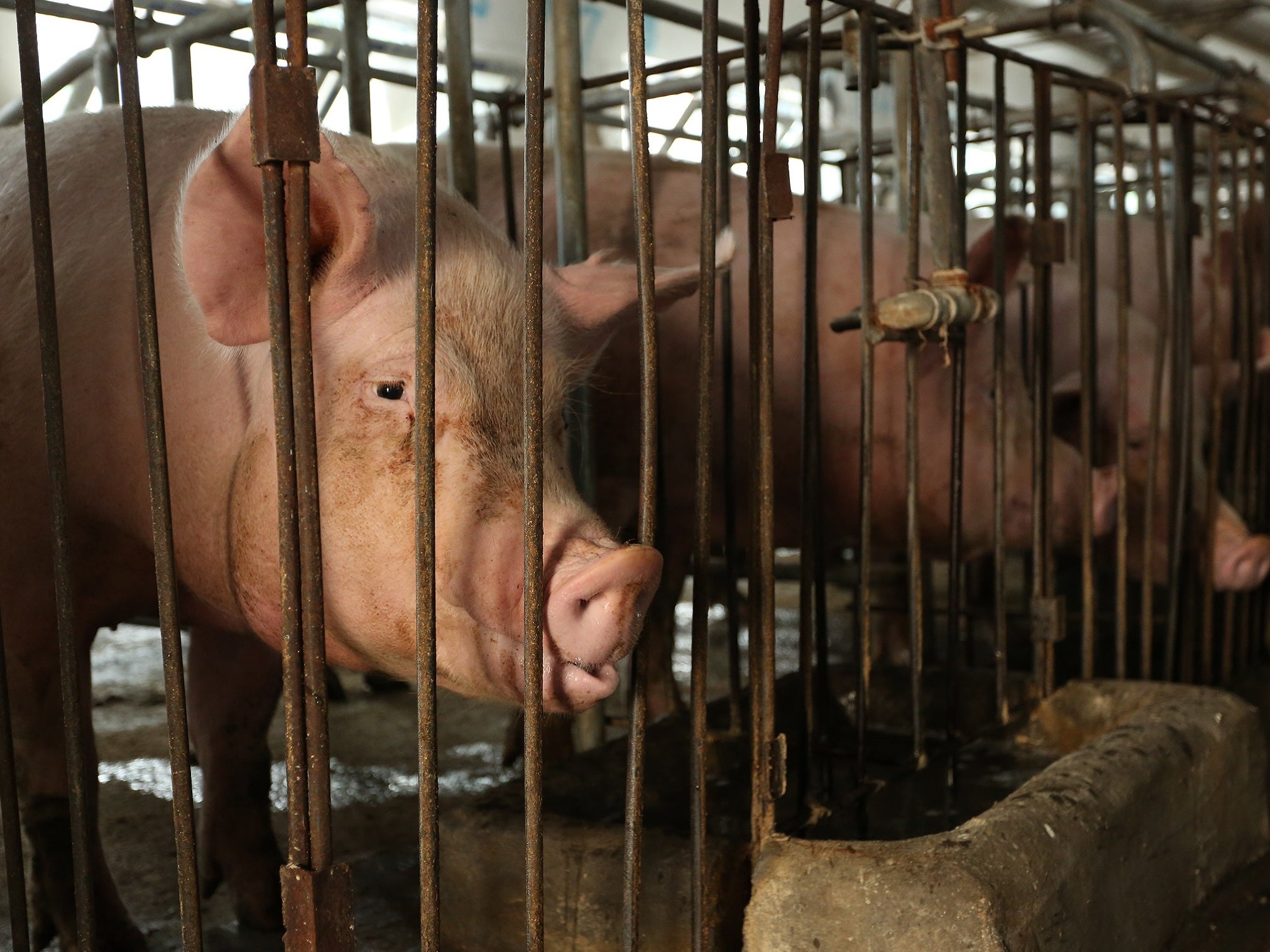 Tesco accused of using 'barbaric' pig farms where animals are kept in cages 'no bigger than a fridge'