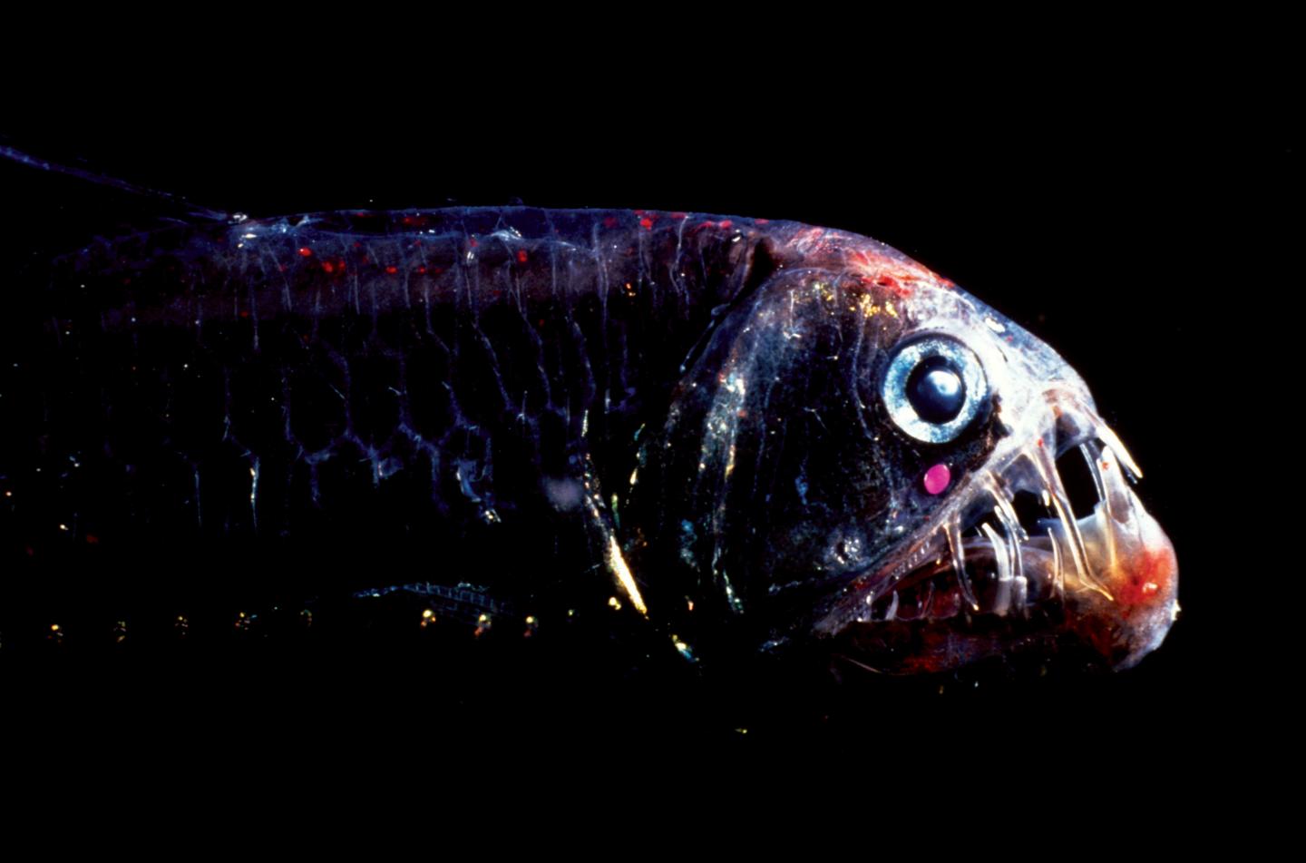 The viperfish (pictured) has a prominent bioluminescent organ under its eye