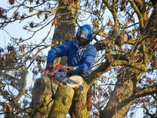 Couple who uprooted 180-year-old oak tree ordered to pay nearly half a million pounds