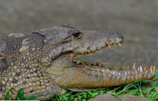 Africa's second largest home of crocodiles fast vanishing 