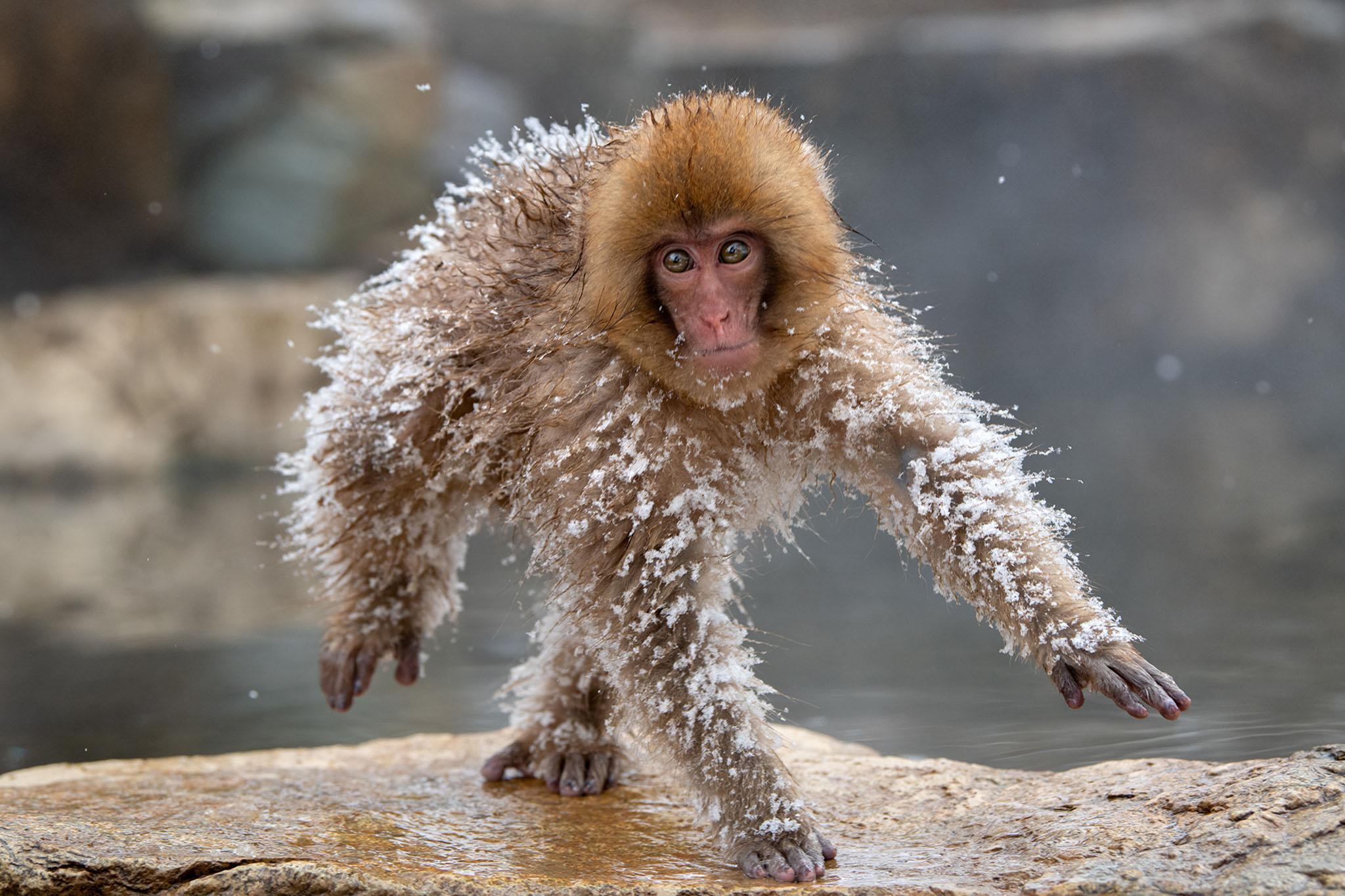 "This sweet little Japanese snow monkey ran around after he had rolled in the snow" - Roie Galitz