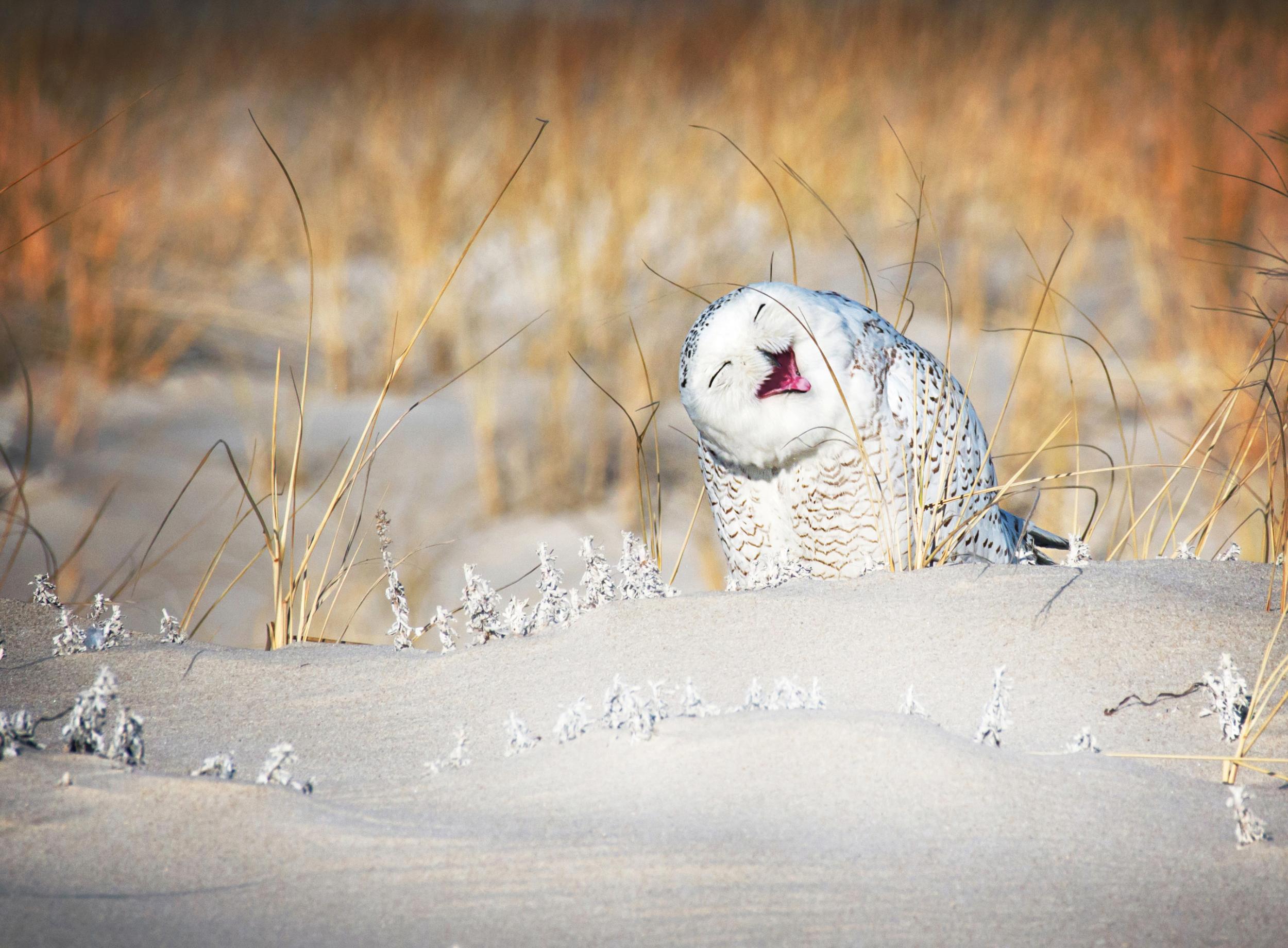 "A snowy owl makes a cute pose and face as he perches in the sand at Jones Beach, Long Island" - Vicki Jauron
