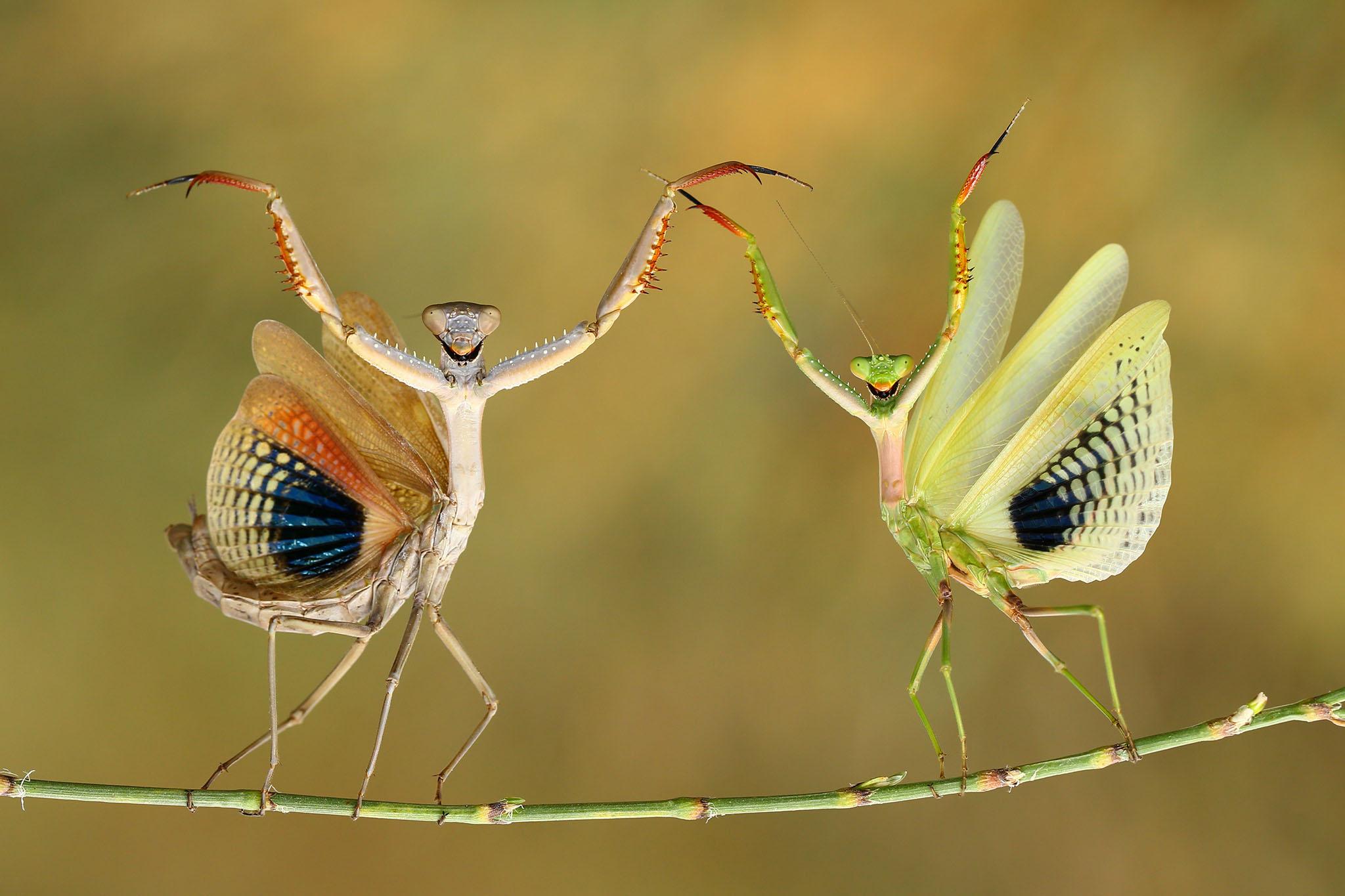 "It's a normal behaviour of mantis. They're doing defence" - Hasan Baglar