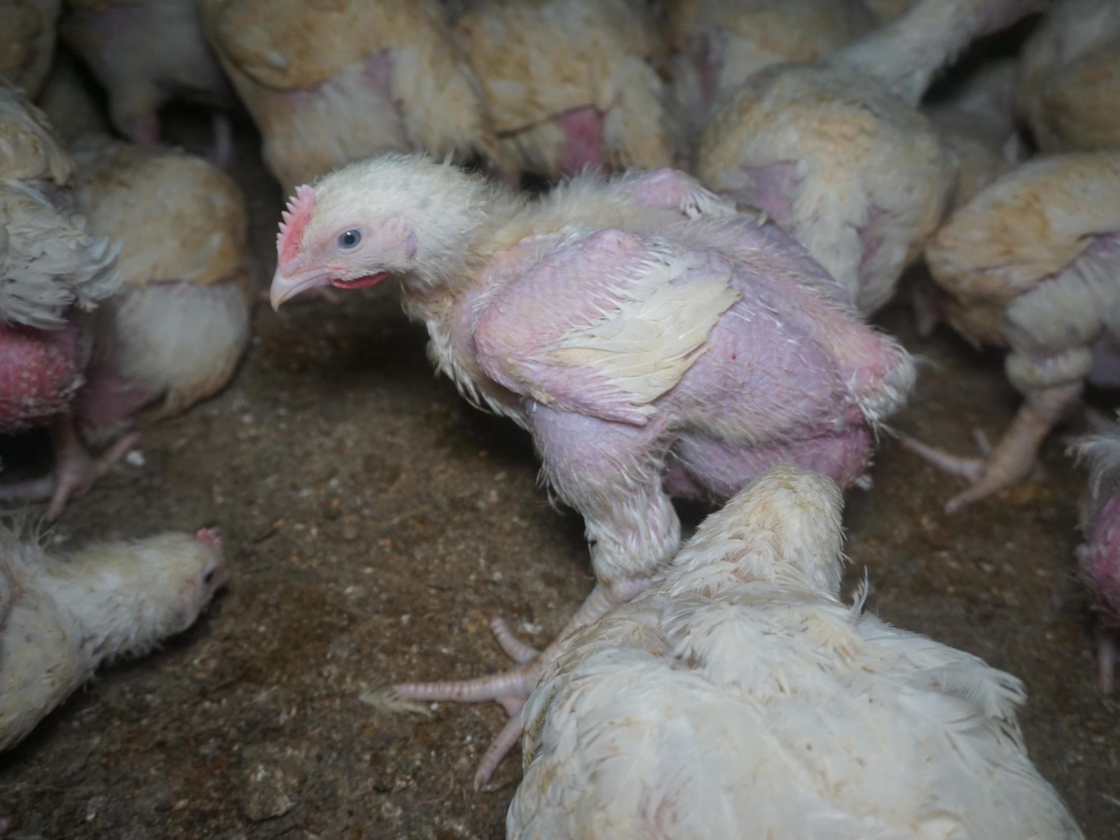 Nando’s and Asda chicken: Birds ‘stepped on and left convulsing and wounded in scenes of suffering and cannibalism’