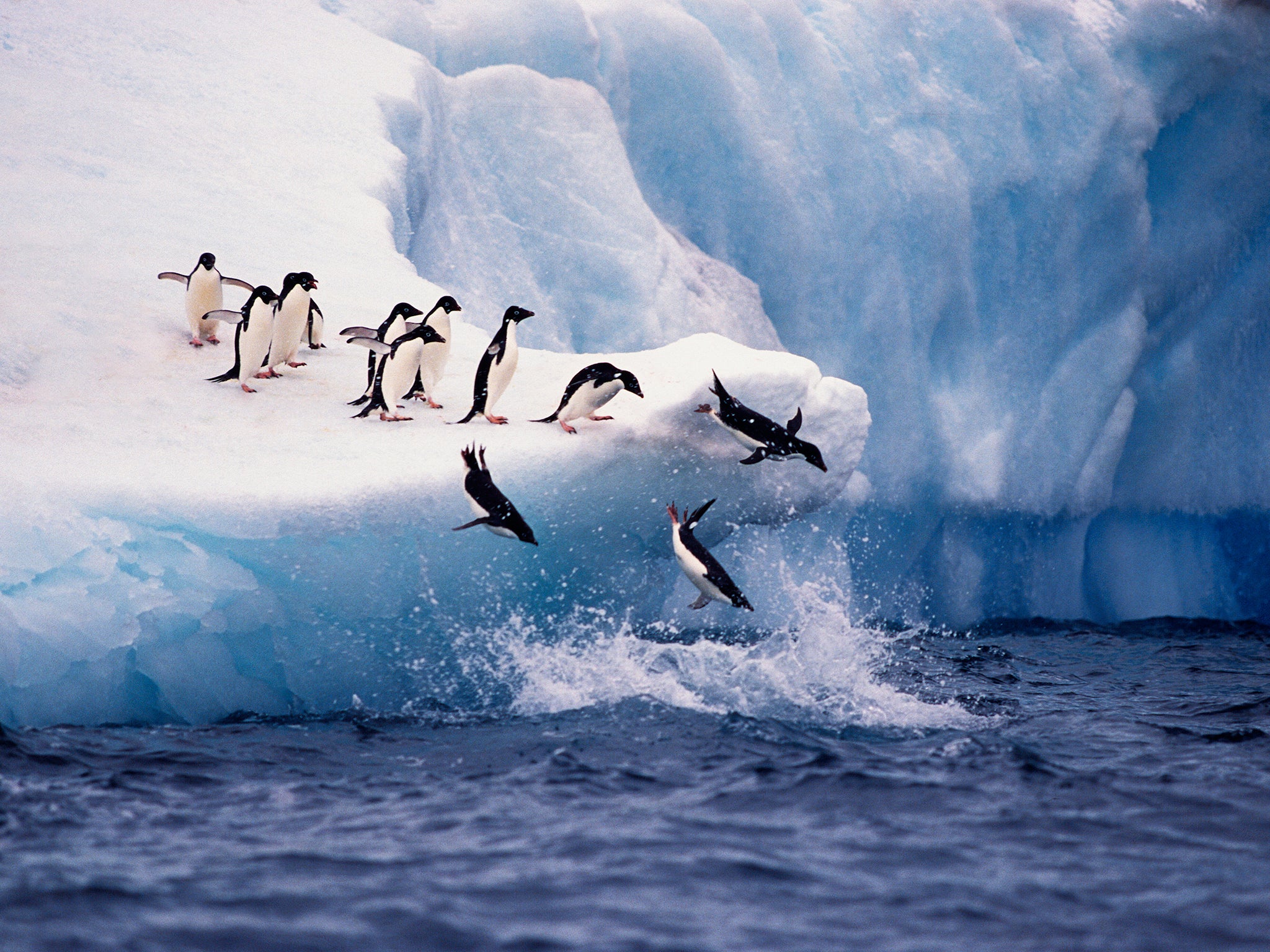 Penguin faeces are said to be some of the most biodiverse substances in Antarctica