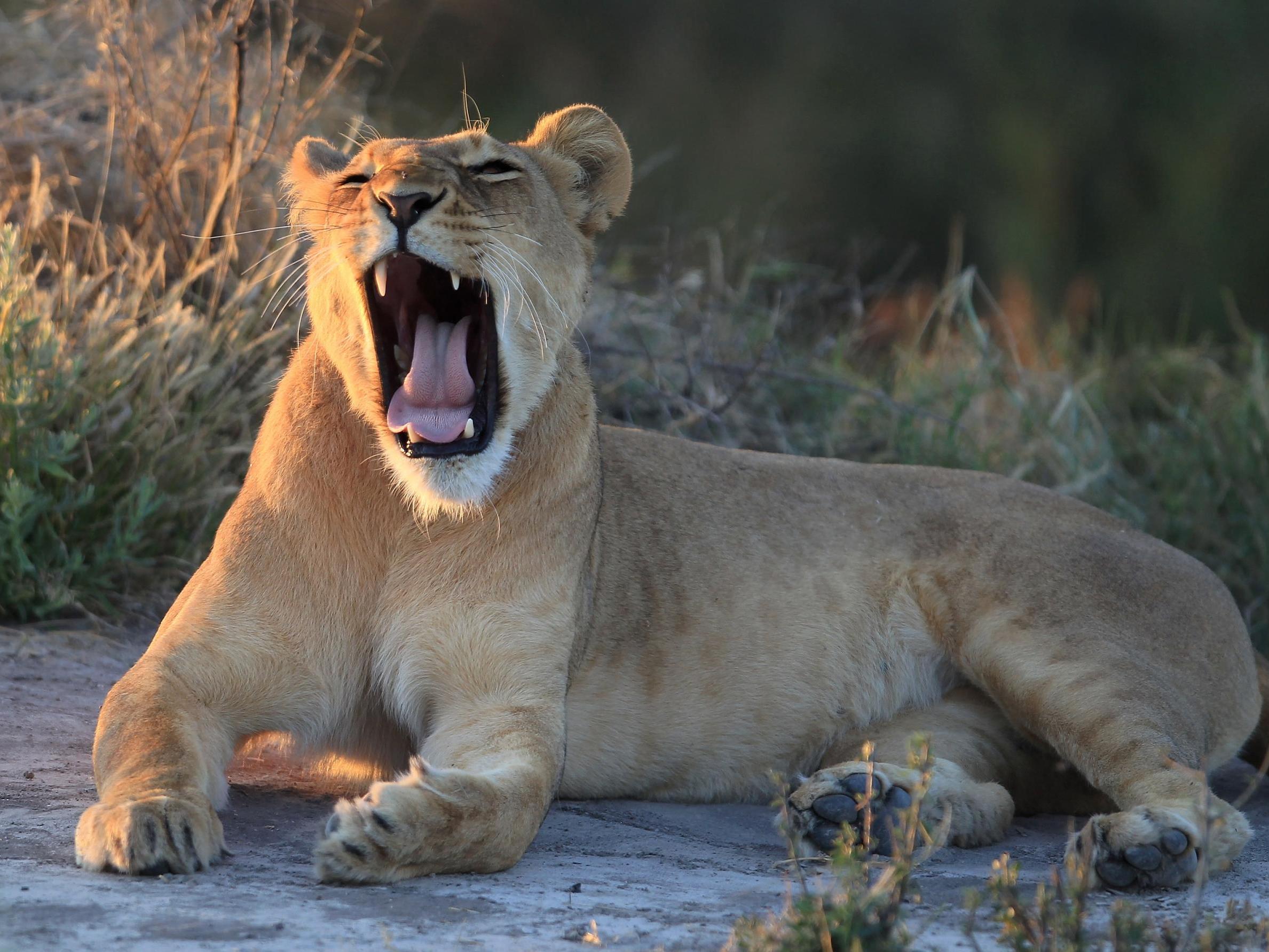 Campaigners have criticised lion farms for being nothing more than a front for trophy-hunters or for Asia's trade in bones