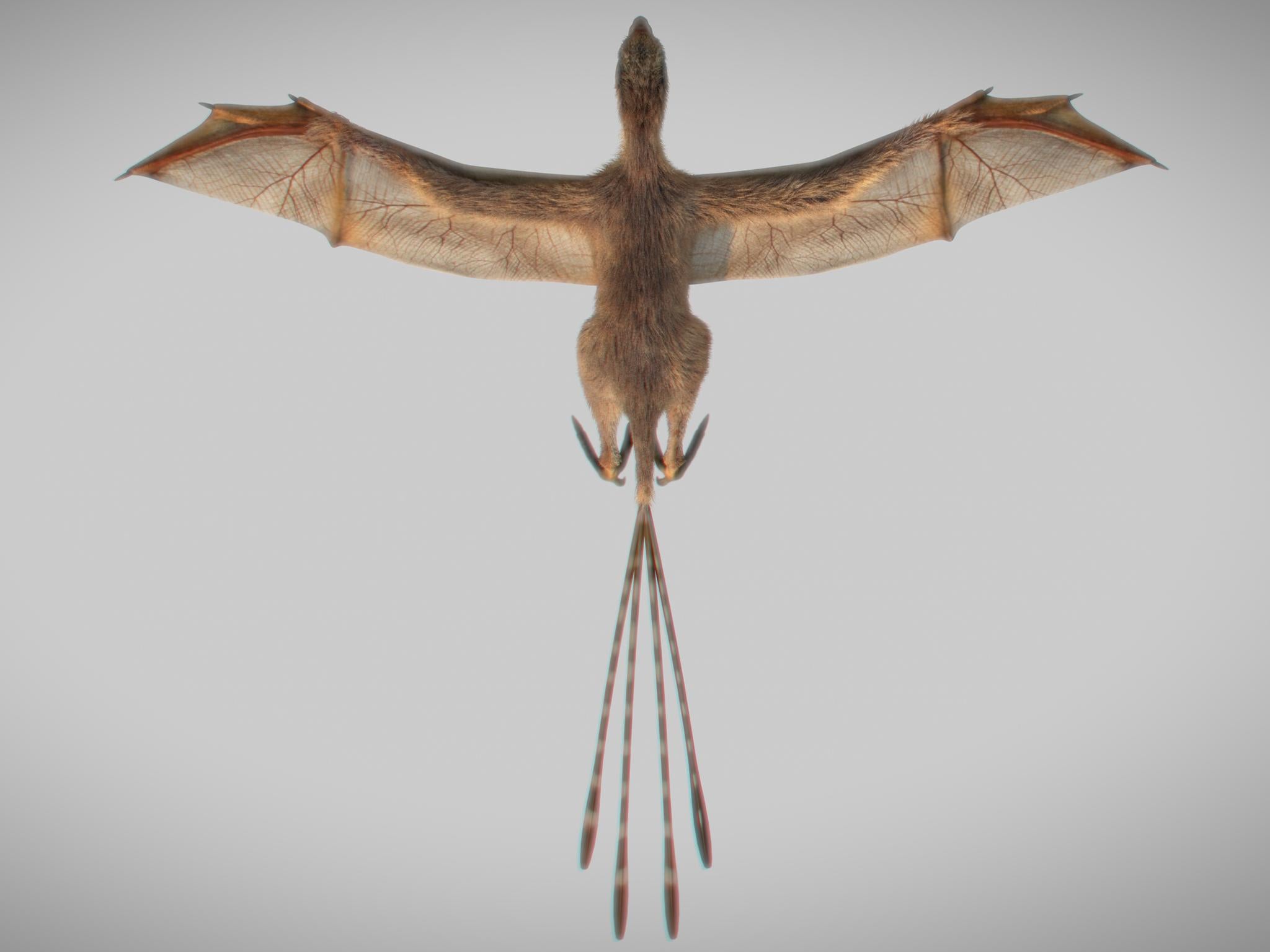 &#13;
Dinosaurs with bat wings are thought to have had a lying style somewhere in between a bat and a flying squirrel &#13;