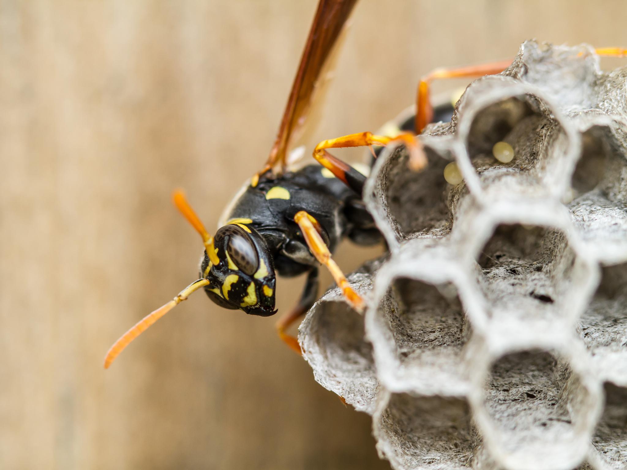 &#13;
Paper wasps are found on every continent apart from Antarctica &#13;