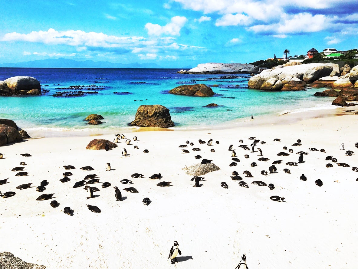 Boulders Beach is home to hundreds of penguins (Getty/iStock)