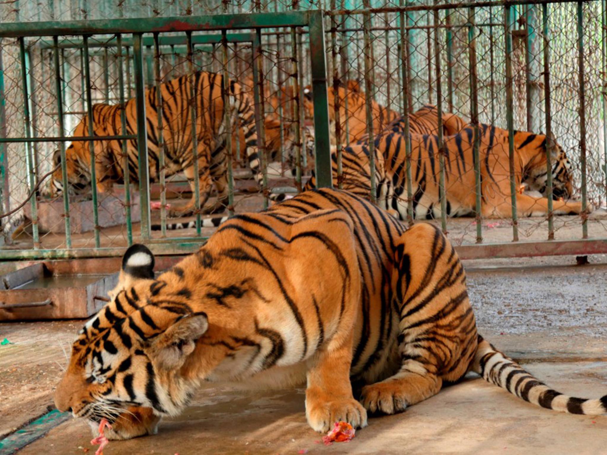 Caged tigers feed on raw chicken in cages in northern Laos